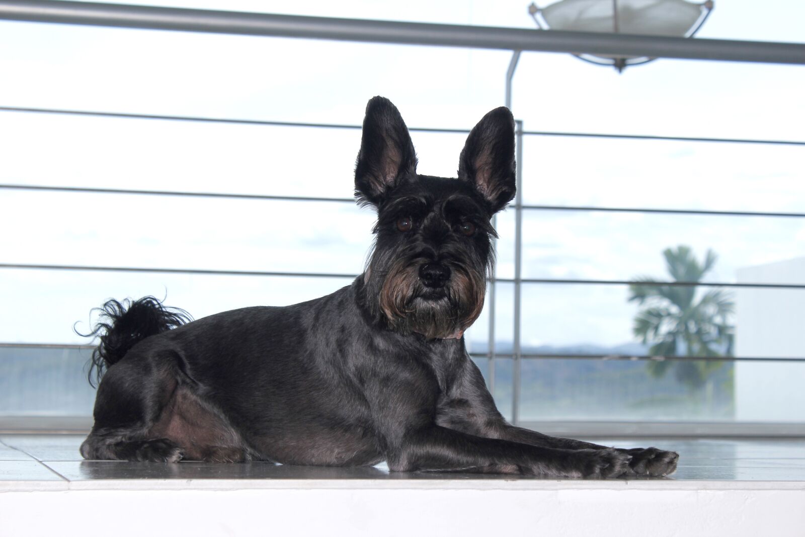 Canon EOS 550D (EOS Rebel T2i / EOS Kiss X4) sample photo. Dog, pet, animal photography