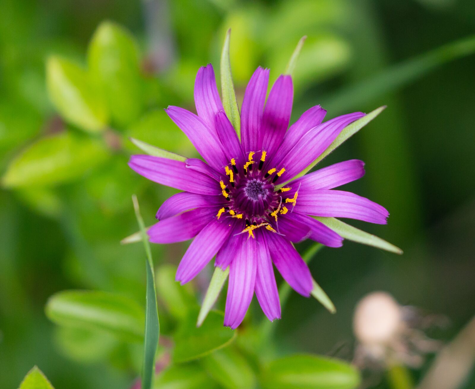 Canon EOS 5D Mark III sample photo. Salsify flower, wild flower photography