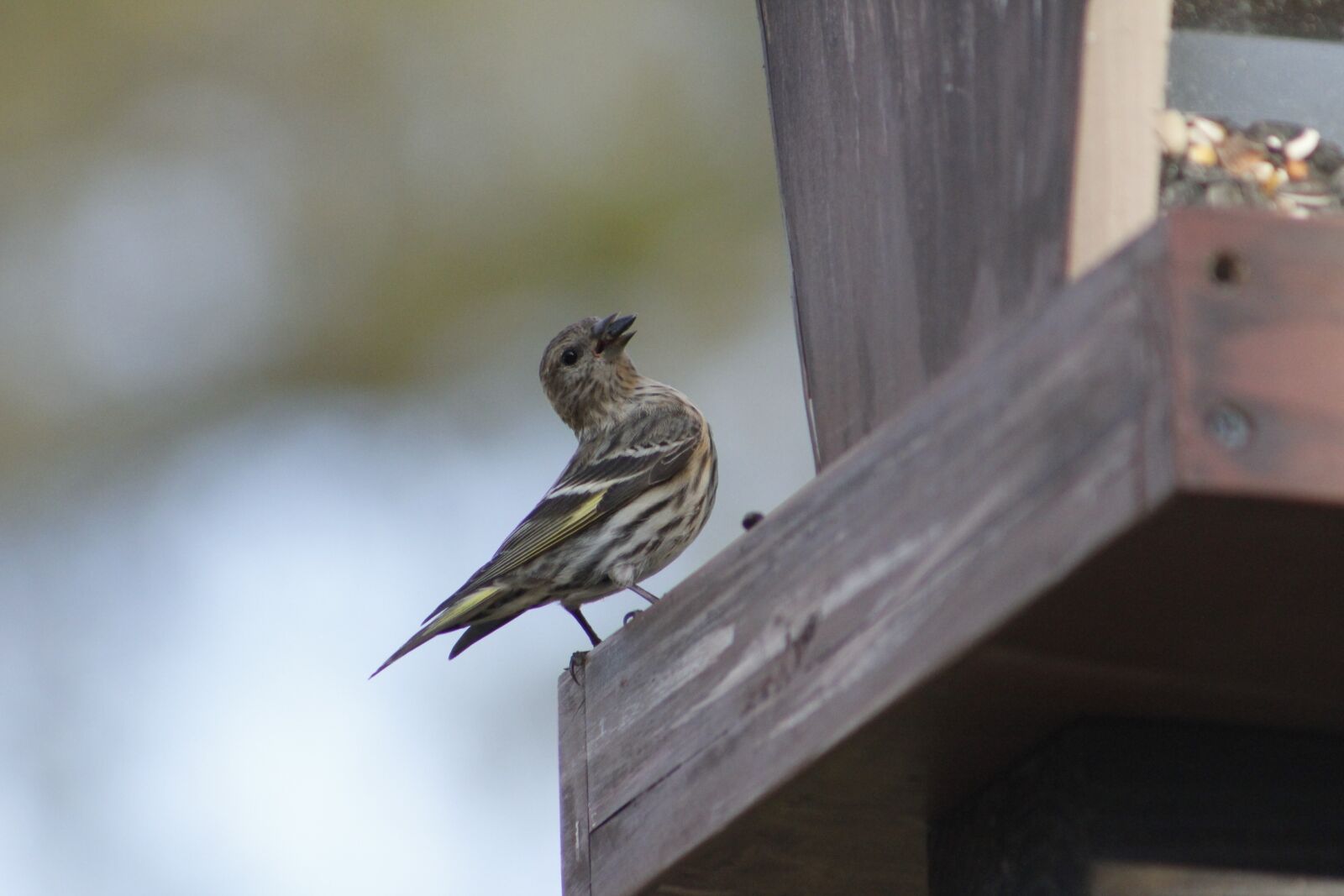 Canon EOS 550D (EOS Rebel T2i / EOS Kiss X4) sample photo. Outdoors, nature, bird photography