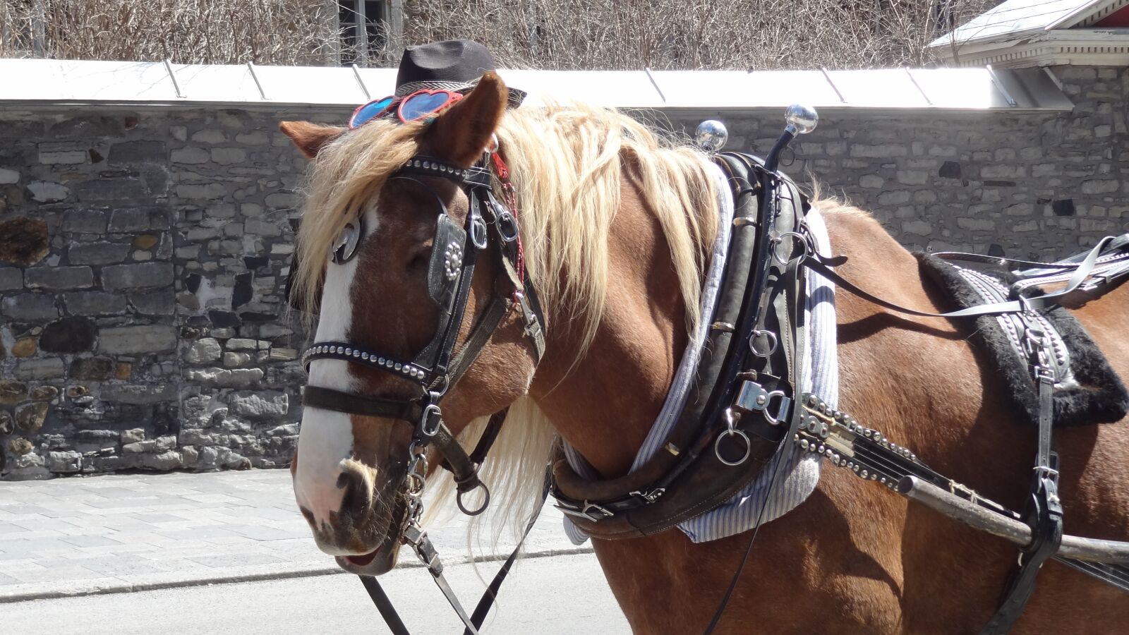 Sony Cyber-shot DSC-HX9V sample photo. Horse, cart, montreal photography