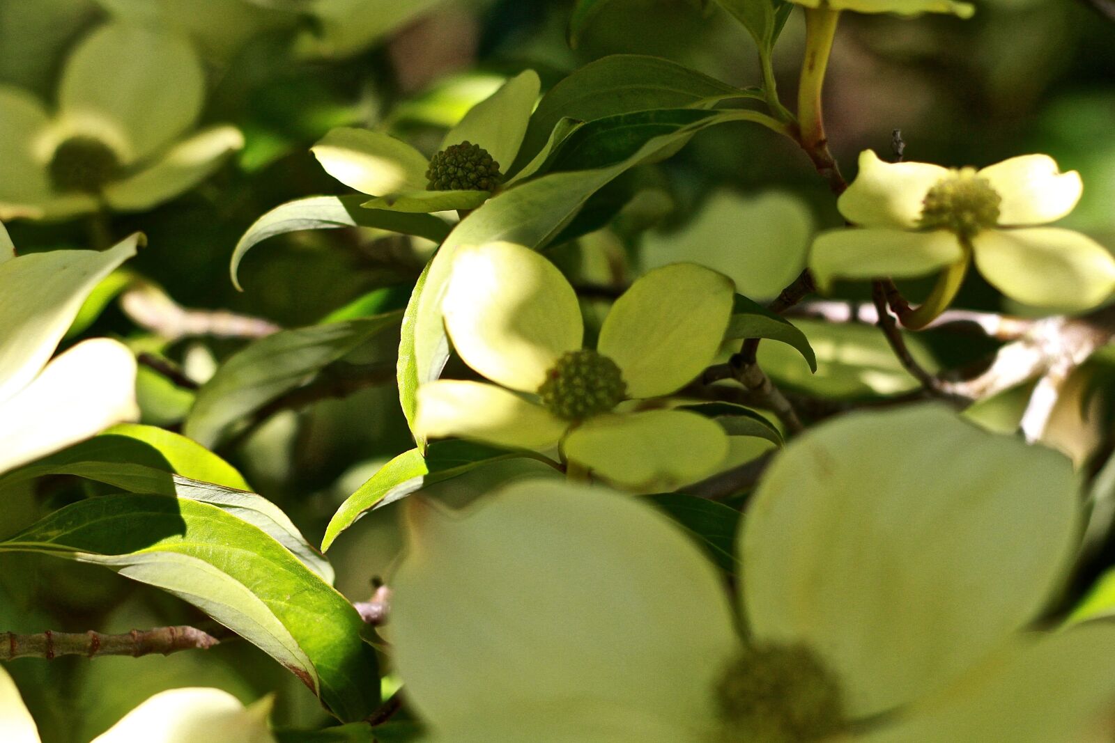 Canon EOS 650D (EOS Rebel T4i / EOS Kiss X6i) sample photo. Dogwood, dogwood flowers, spring photography