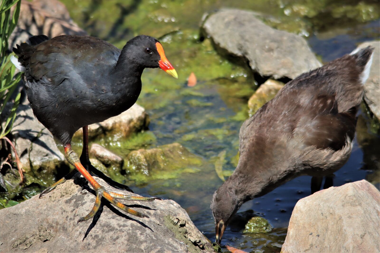 Canon EOS 90D sample photo. Black, dusky moorhen, red photography