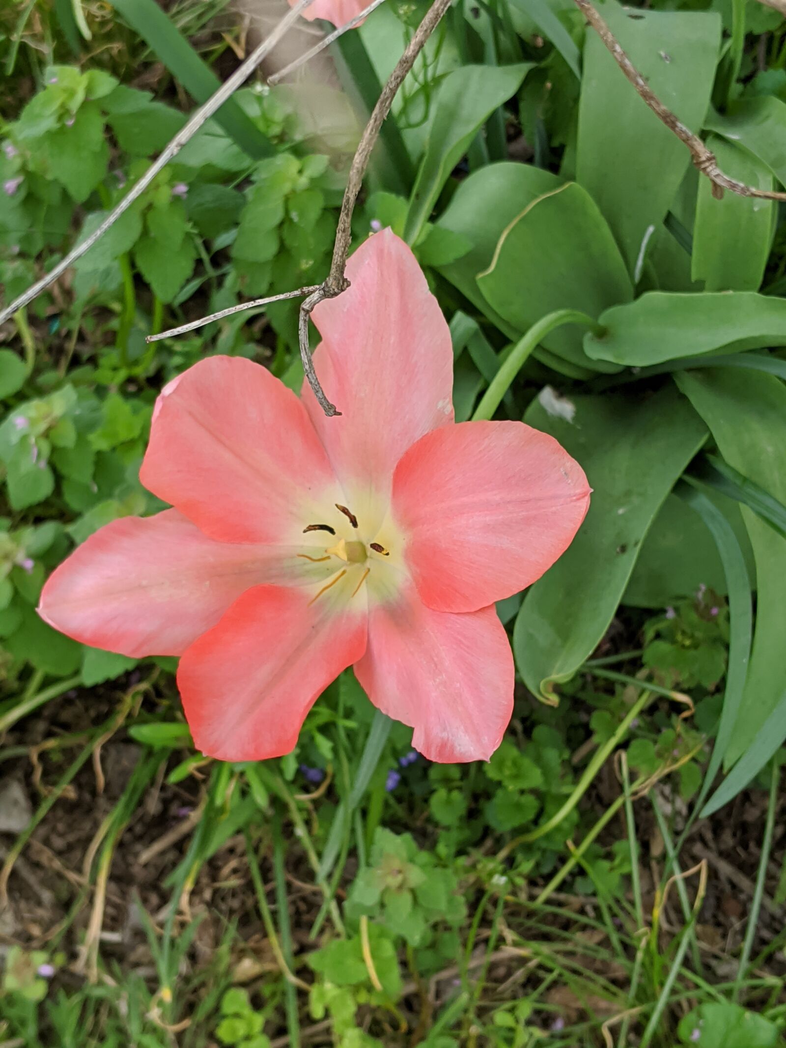 Google Pixel 3 sample photo. Flower, pink, easter photography