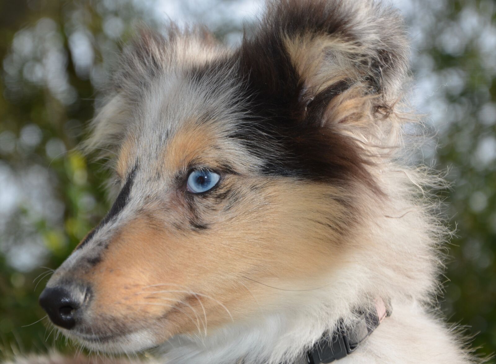 Nikon D5200 sample photo. Dog, bitch nobility blue photography