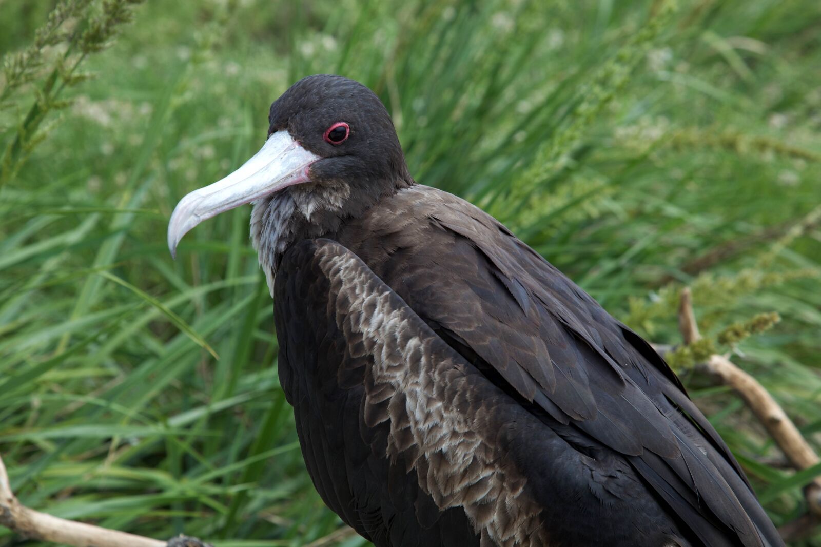 Canon EOS 5D Mark II sample photo. Frigate, bird photography