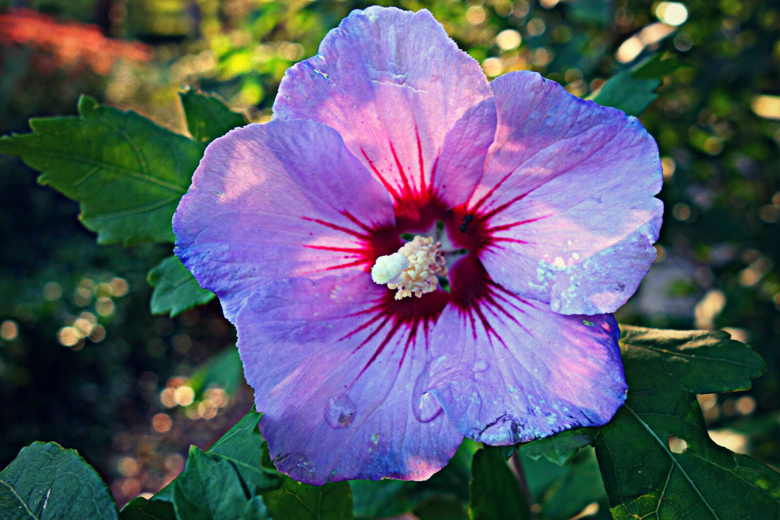 Sony Cyber-shot DSC-RX100 sample photo. Flower, flowering, plant, hibiscus photography