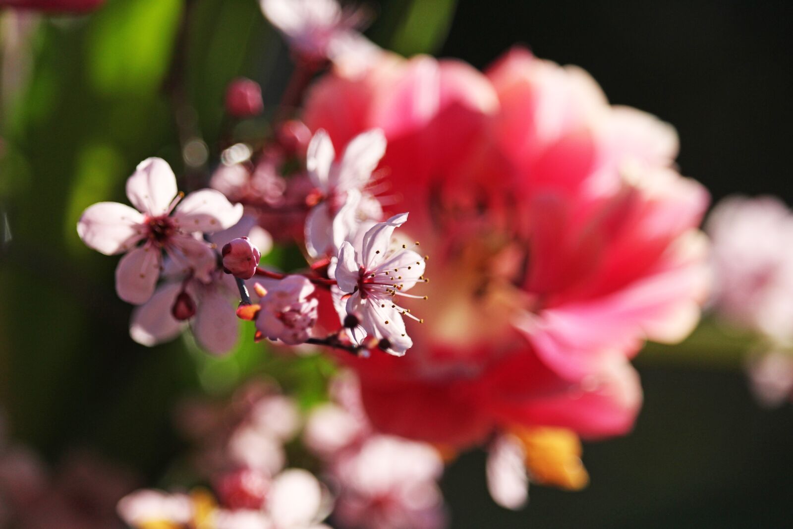 Canon EOS 700D (EOS Rebel T5i / EOS Kiss X7i) sample photo. Spring, ornamental cherry, cherry photography