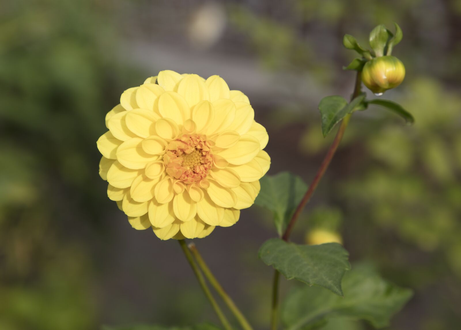 Canon EOS 5DS R sample photo. Nature, flower, plant photography