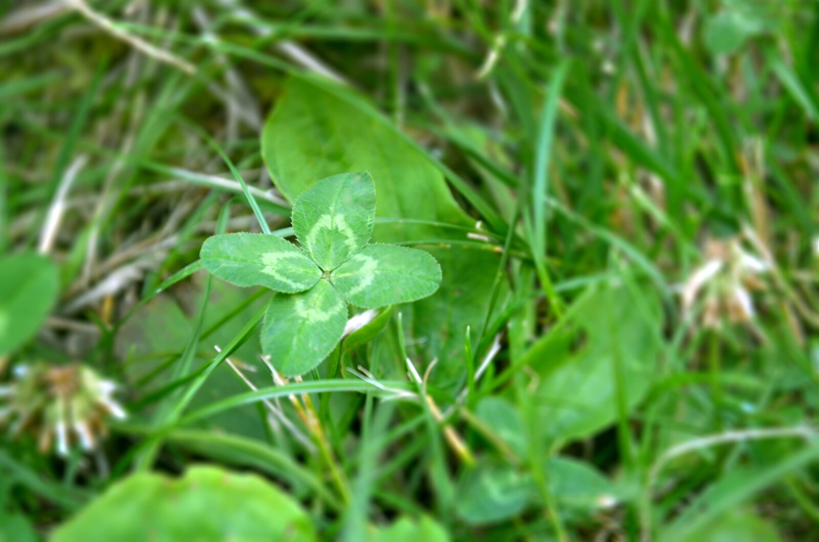 Nikon D5100 sample photo. Cloverleaf, happiness, clover photography