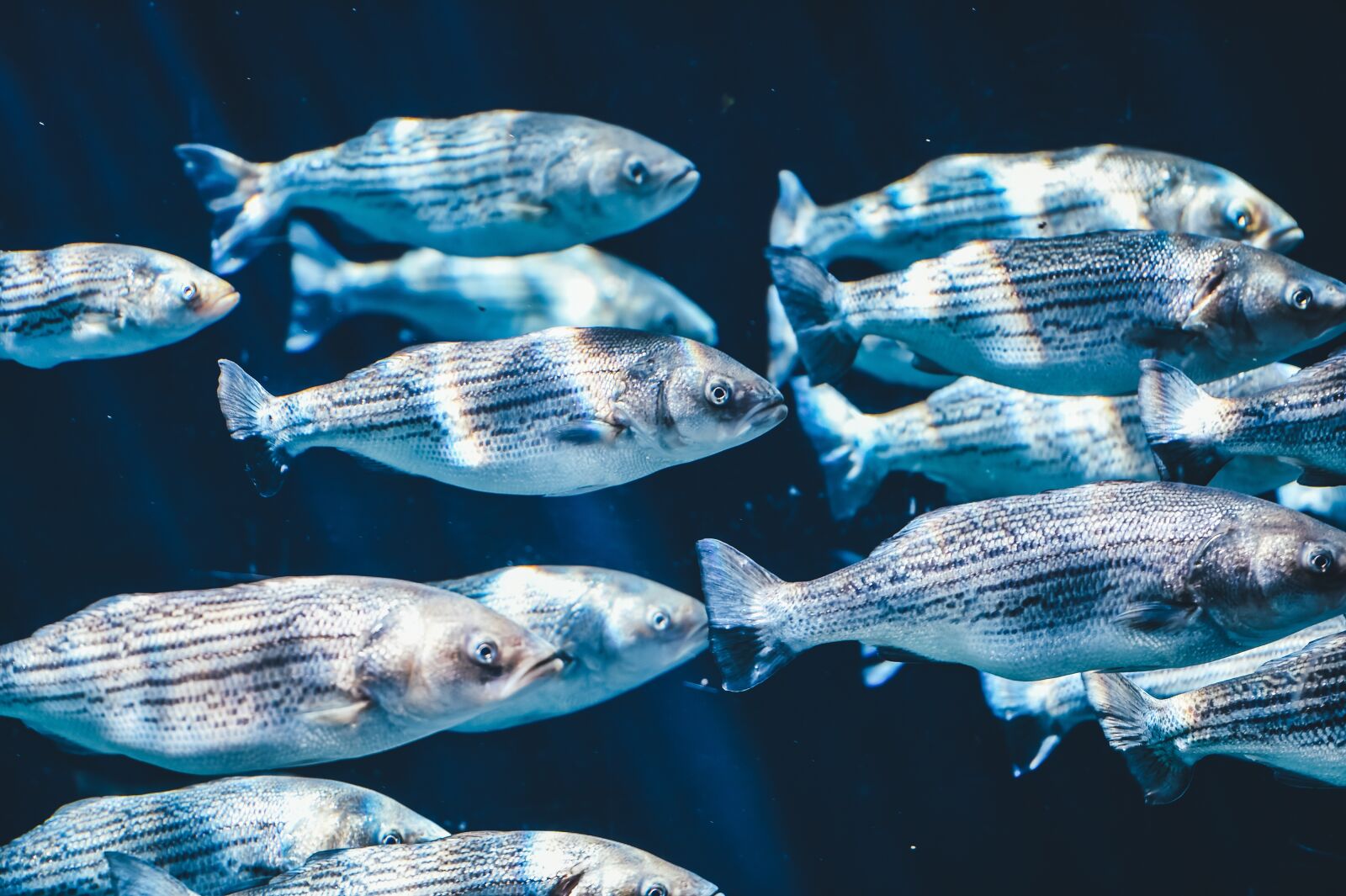 Nikon D4S sample photo. Animals, fish, swarm photography