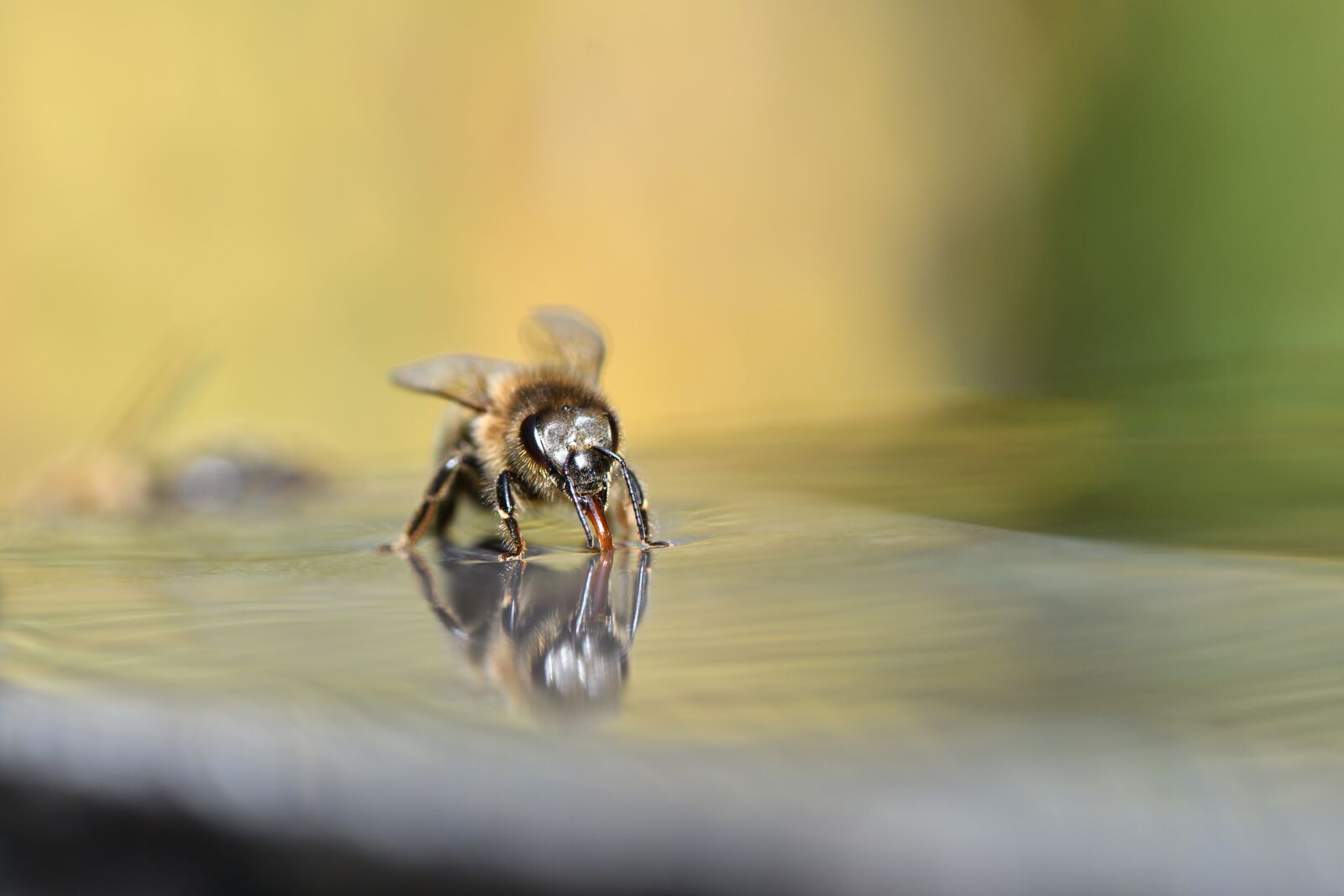 Nikon D500 sample photo. Bees, beekeeper, beekeeping photography