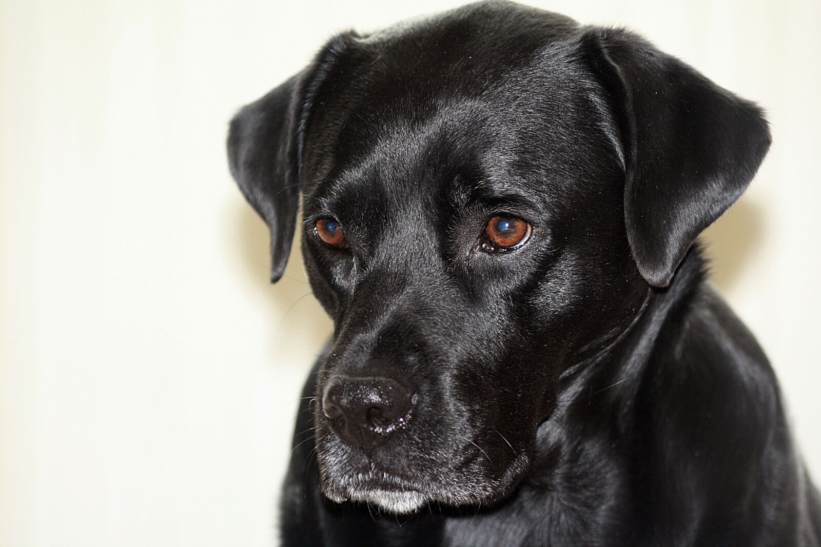 Canon EOS 1000D (EOS Digital Rebel XS / EOS Kiss F) sample photo. Portrait, dog, boxador photography
