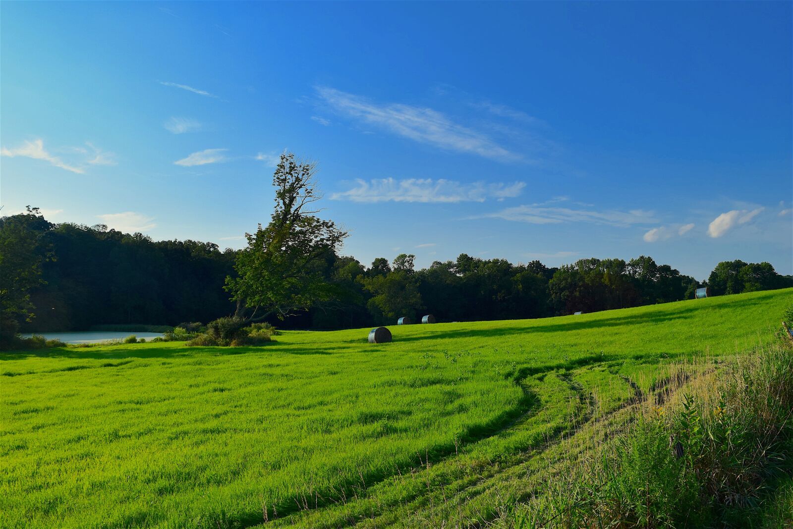 Nikon D3300 sample photo. Field, grass, green photography
