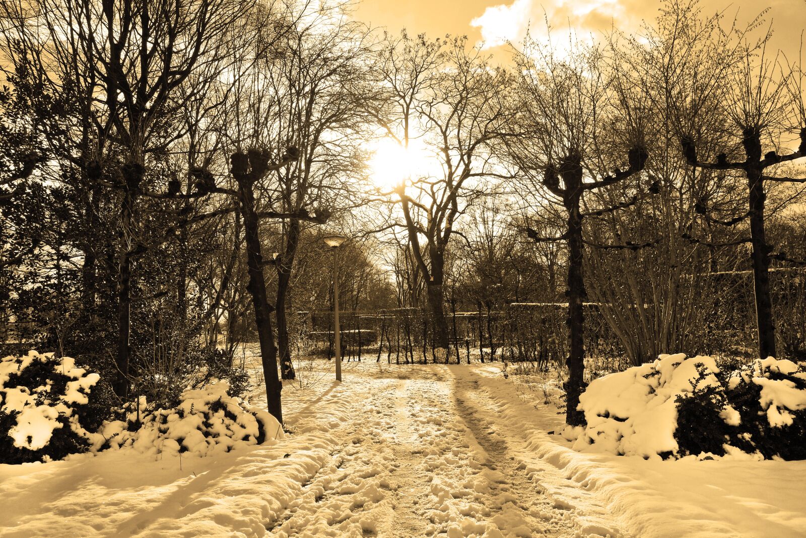 Sony Cyber-shot DSC-RX100 sample photo. Lane, snow, trees photography