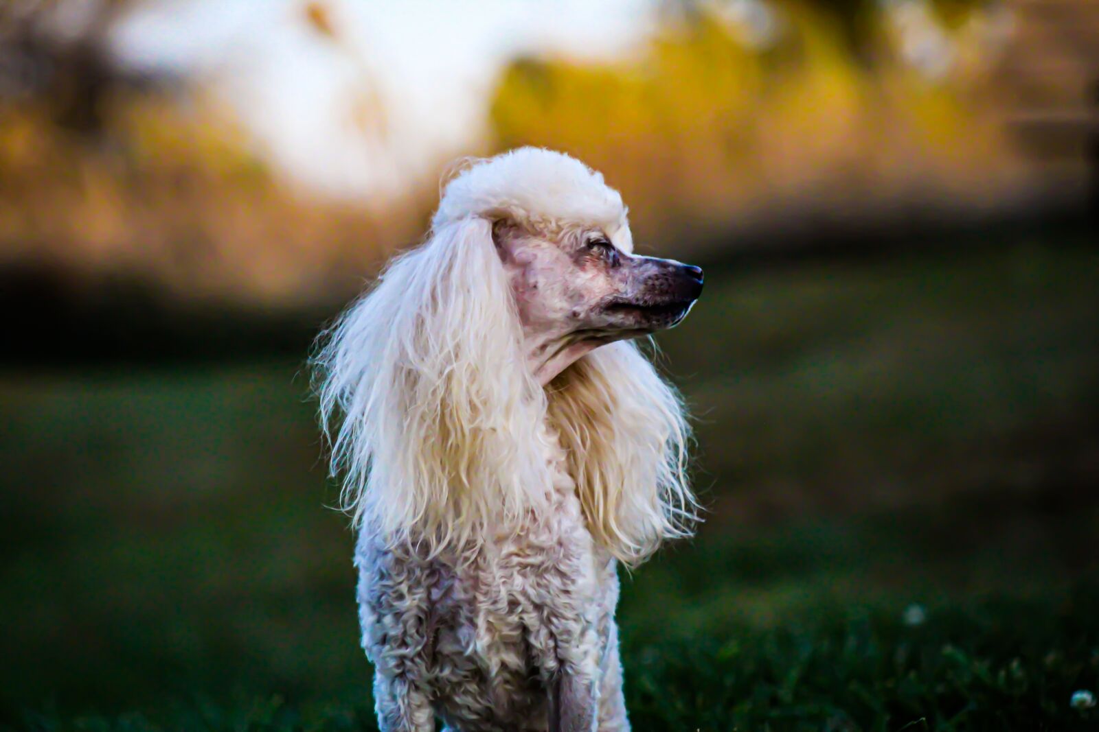 EF75-300mm f/4-5.6 sample photo. Poodle, dog, puppy photography