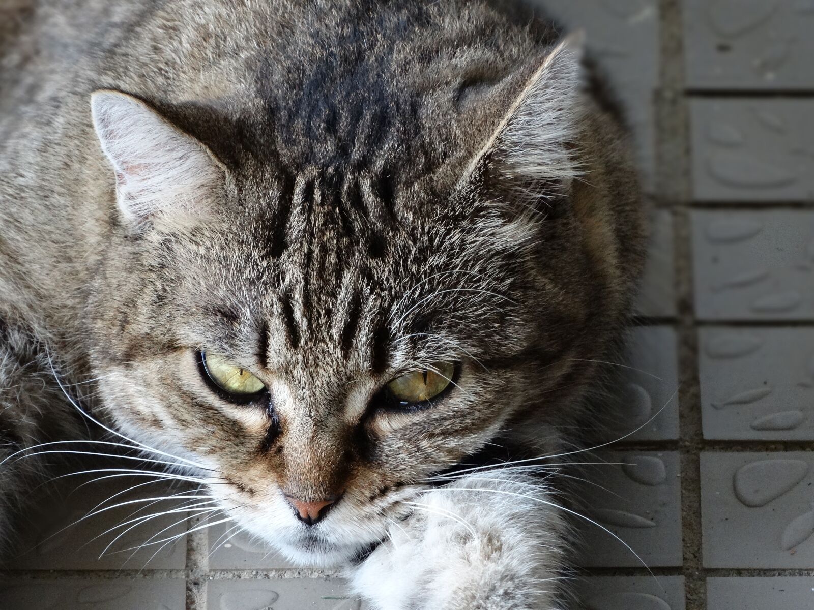 Sony Cyber-shot DSC-HX300 sample photo. Feline, animal, cat photography