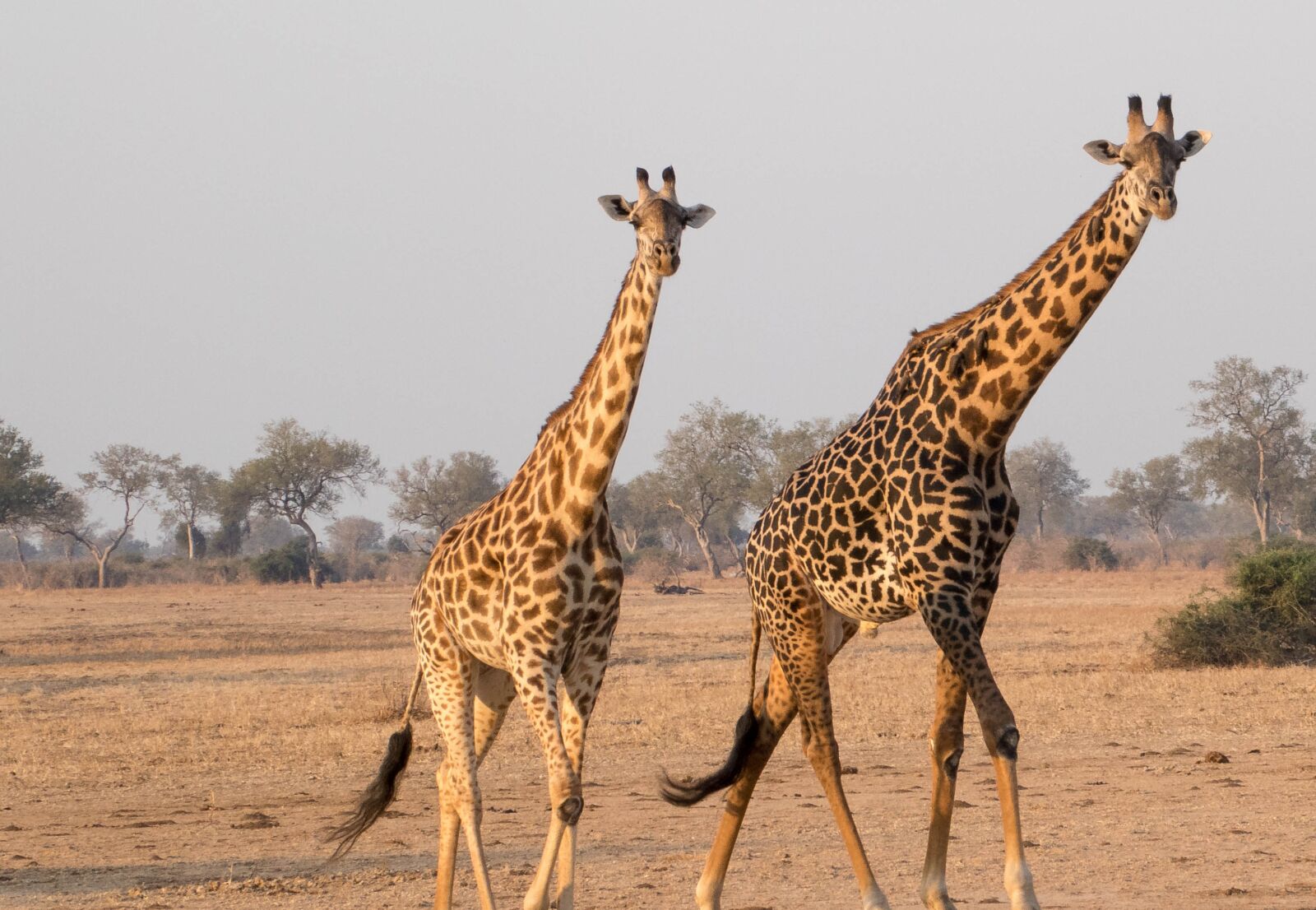 Panasonic Lumix DMC-ZS50 (Lumix DMC-TZ70) sample photo. Girafe, africa, animal photography