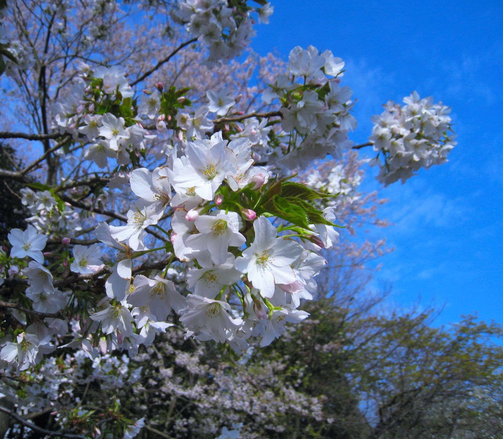 Canon IXY DIGITAL 910 IS sample photo. Cherry blossoms, tree, pale photography