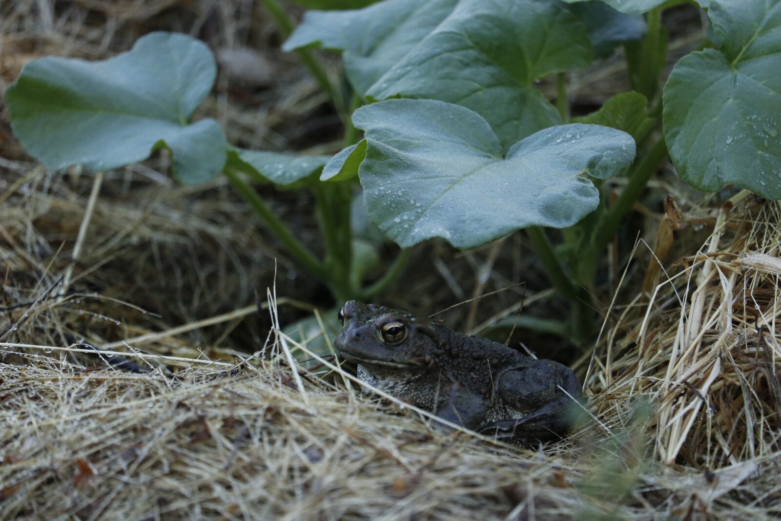 Canon EOS 80D + Canon EF-S 55-250mm F4-5.6 IS STM sample photo. Toad, garden, animal photography