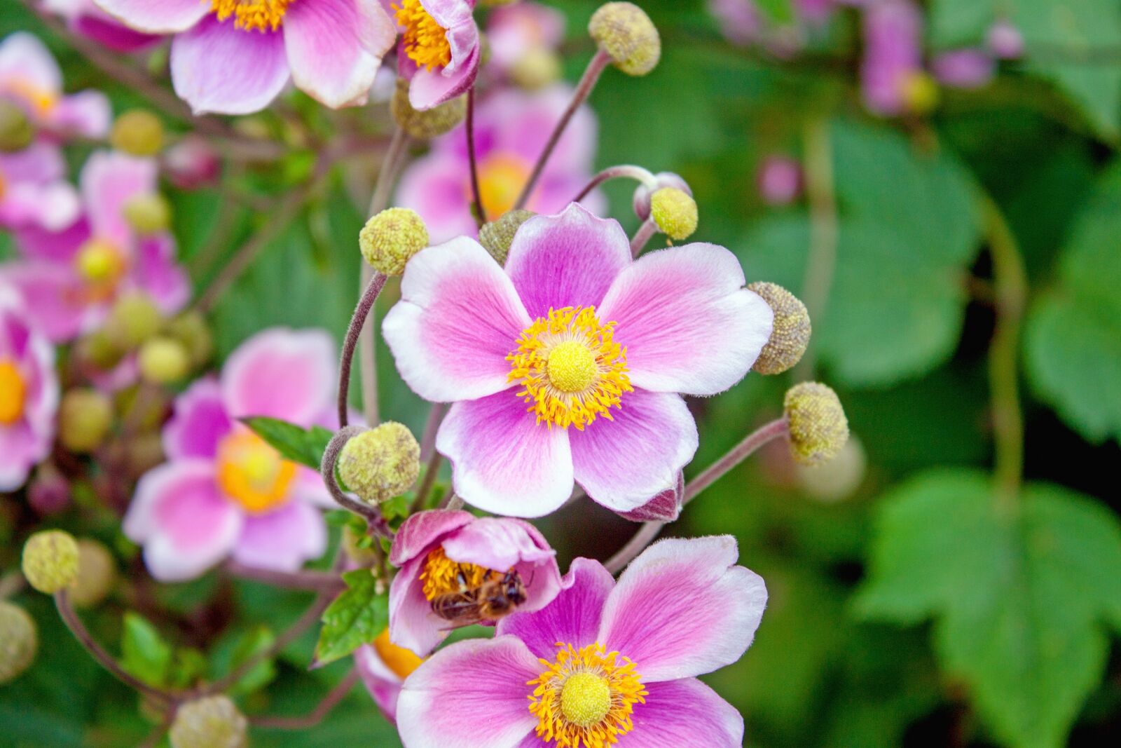 Canon EOS 500D (EOS Rebel T1i / EOS Kiss X3) sample photo. Japanese anemone, flower, pink photography