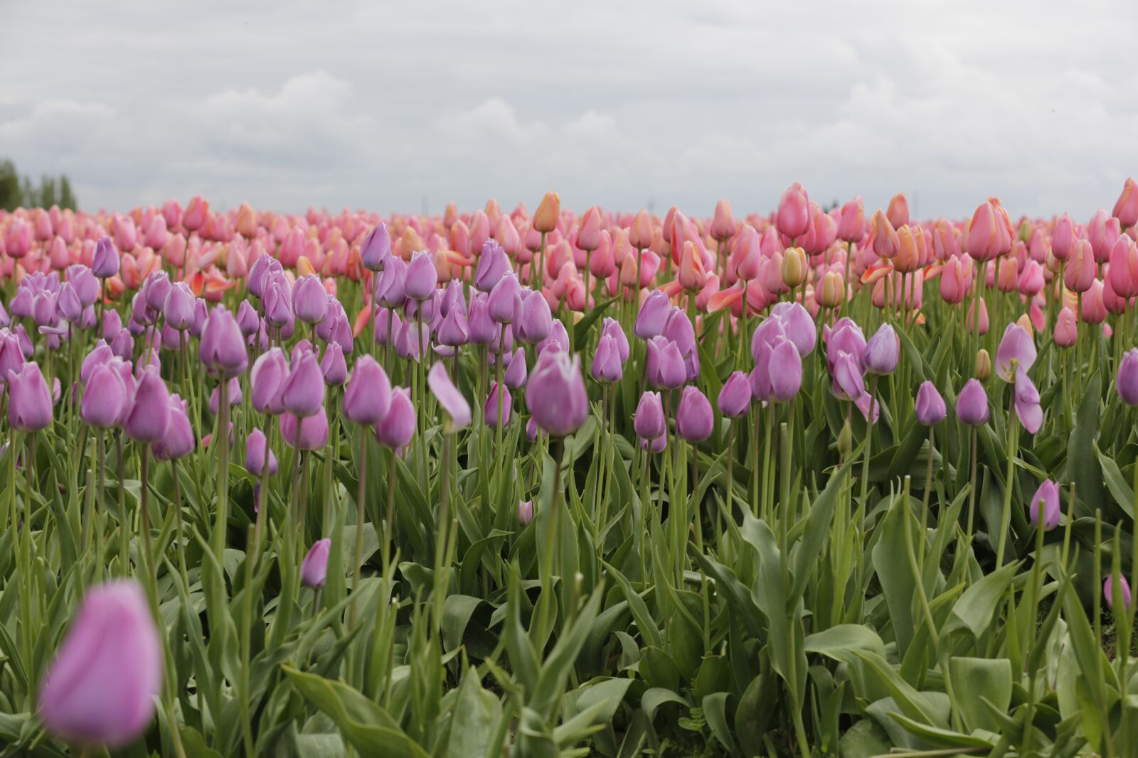 Canon EF 70-200mm F2.8L IS II USM sample photo. Tulips, purple, pink photography