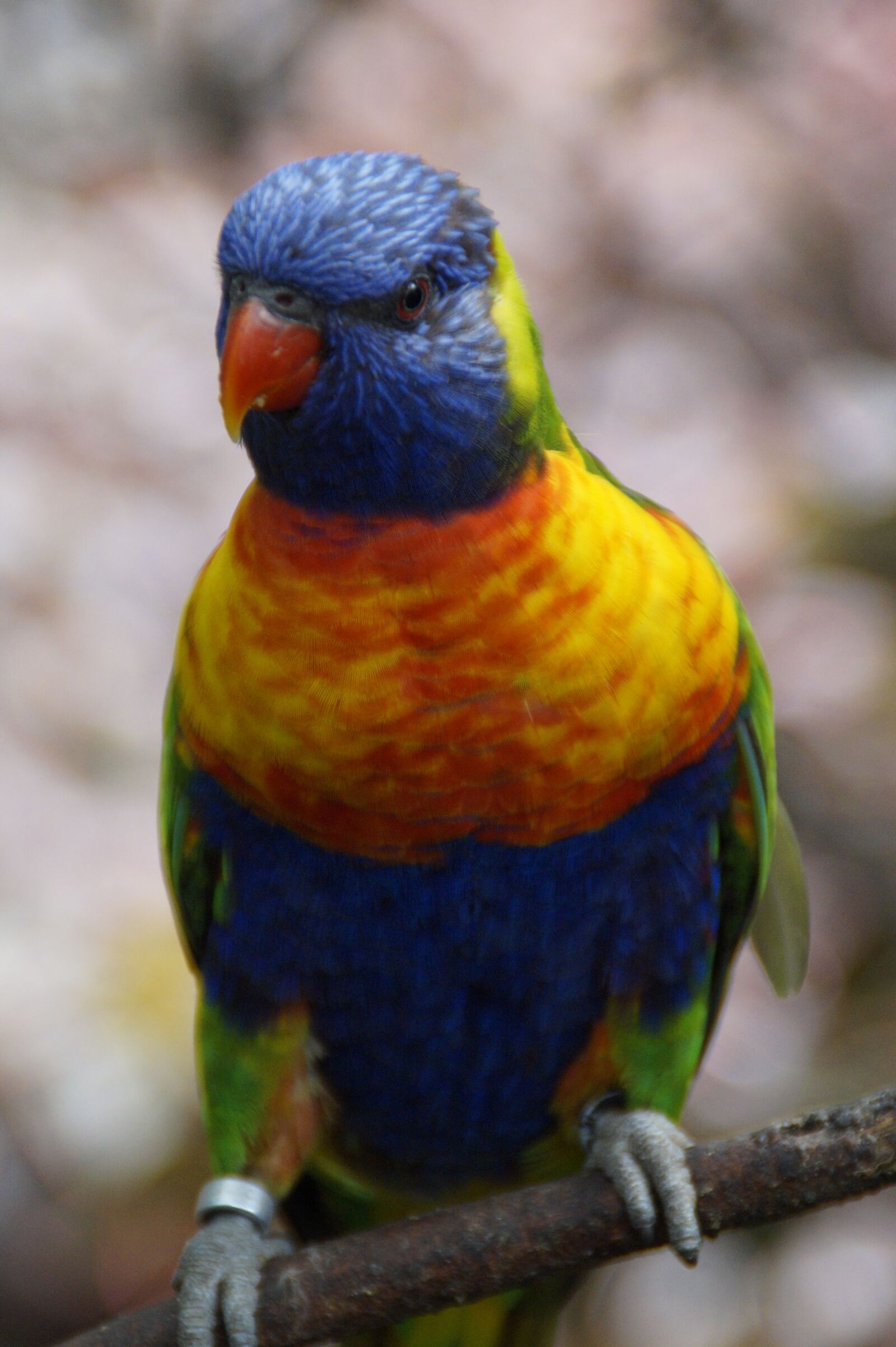 Sony SLT-A58 sample photo. Lori, loro park, zoo photography