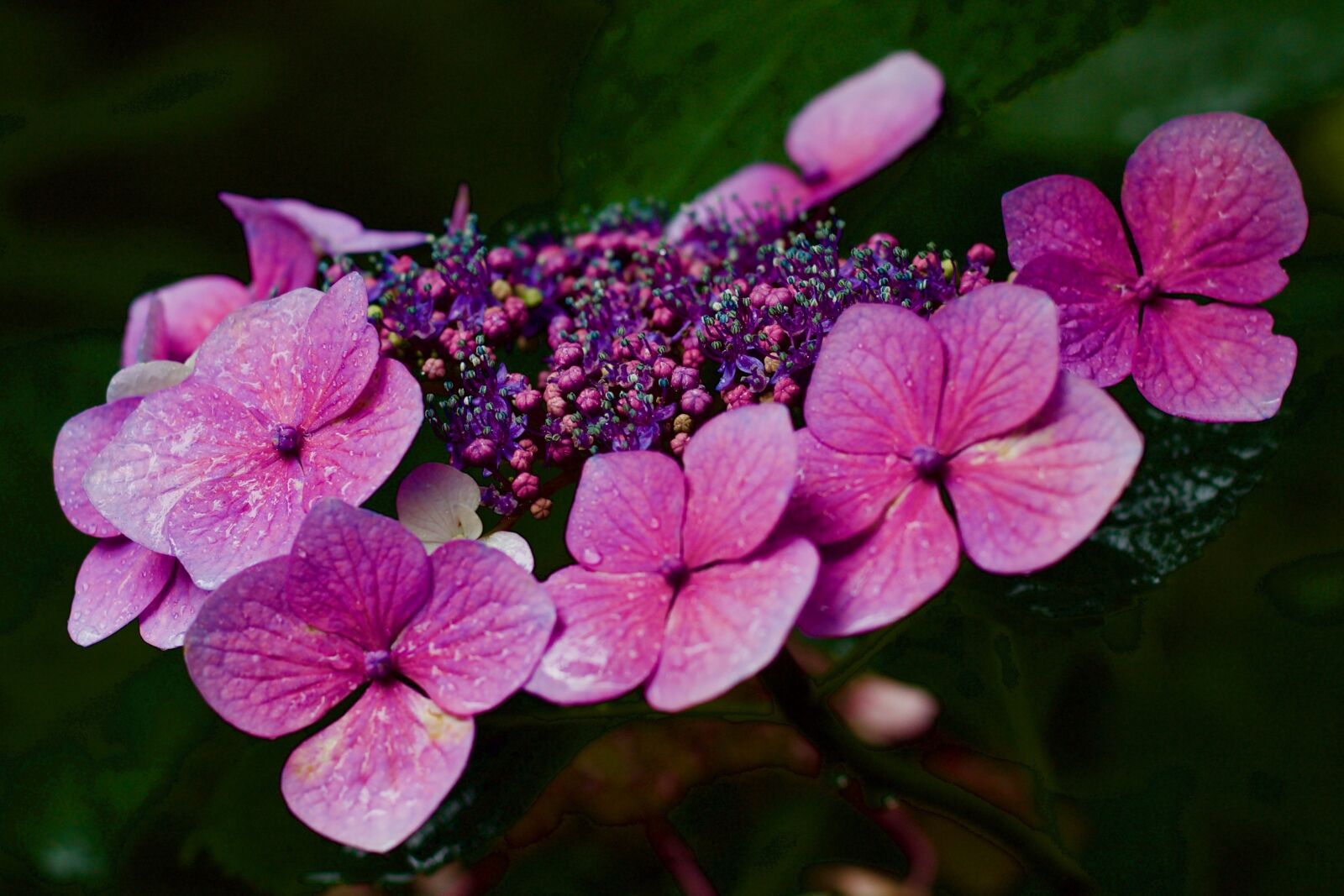 Canon EOS 1100D (EOS Rebel T3 / EOS Kiss X50) + Canon EF 50mm F1.8 STM sample photo. Hydrangea, hydrangea aspera, lacecap photography