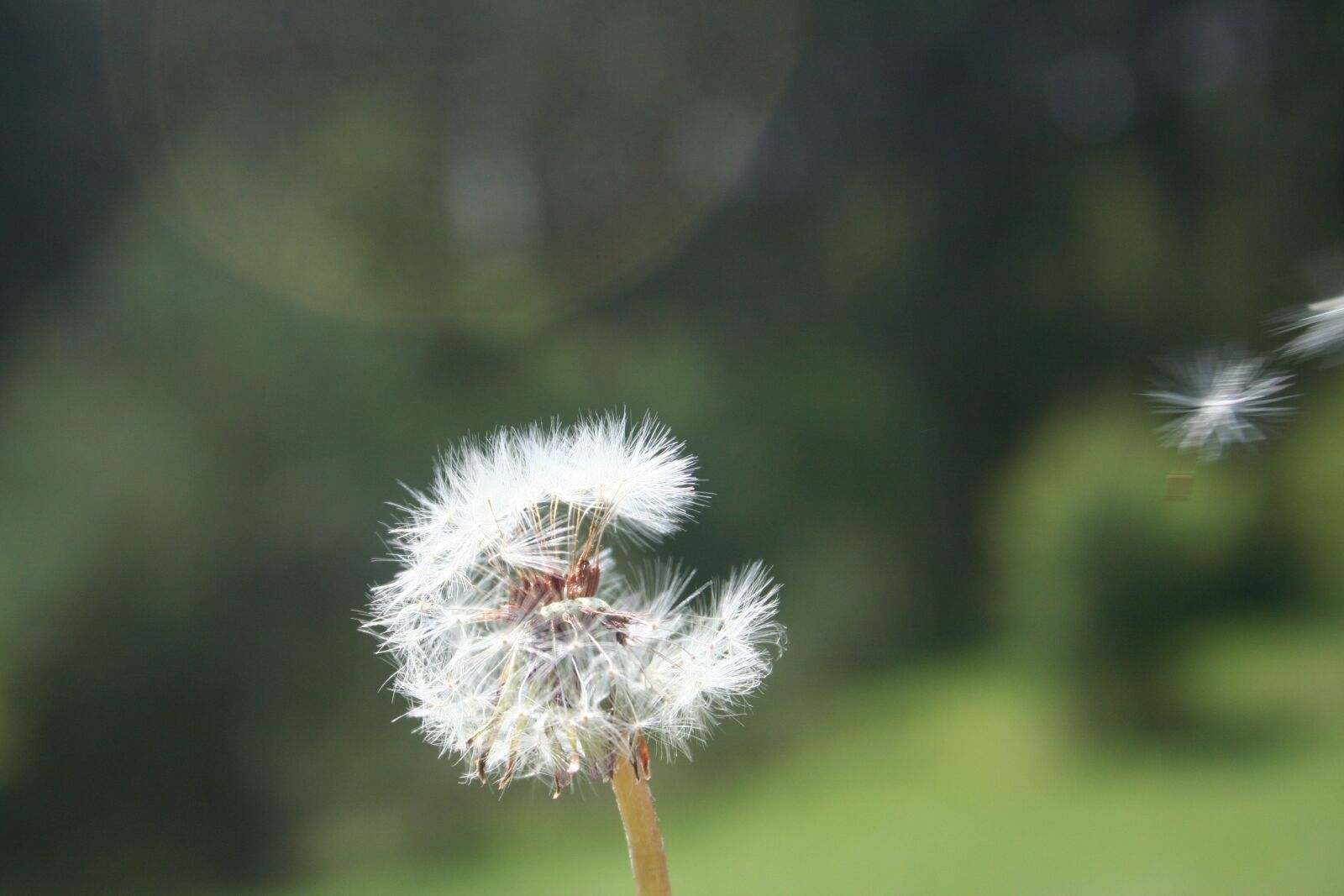 Canon EOS 350D (EOS Digital Rebel XT / EOS Kiss Digital N) sample photo. Dandelion, spring, flower photography