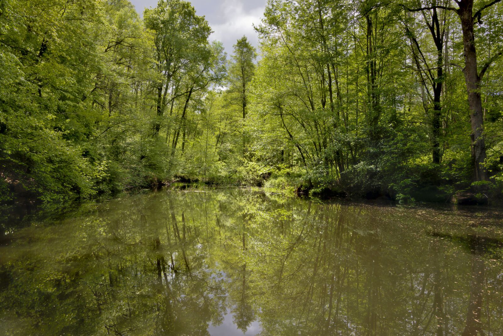 Nikon D5600 sample photo. Pond, waters, biotope photography