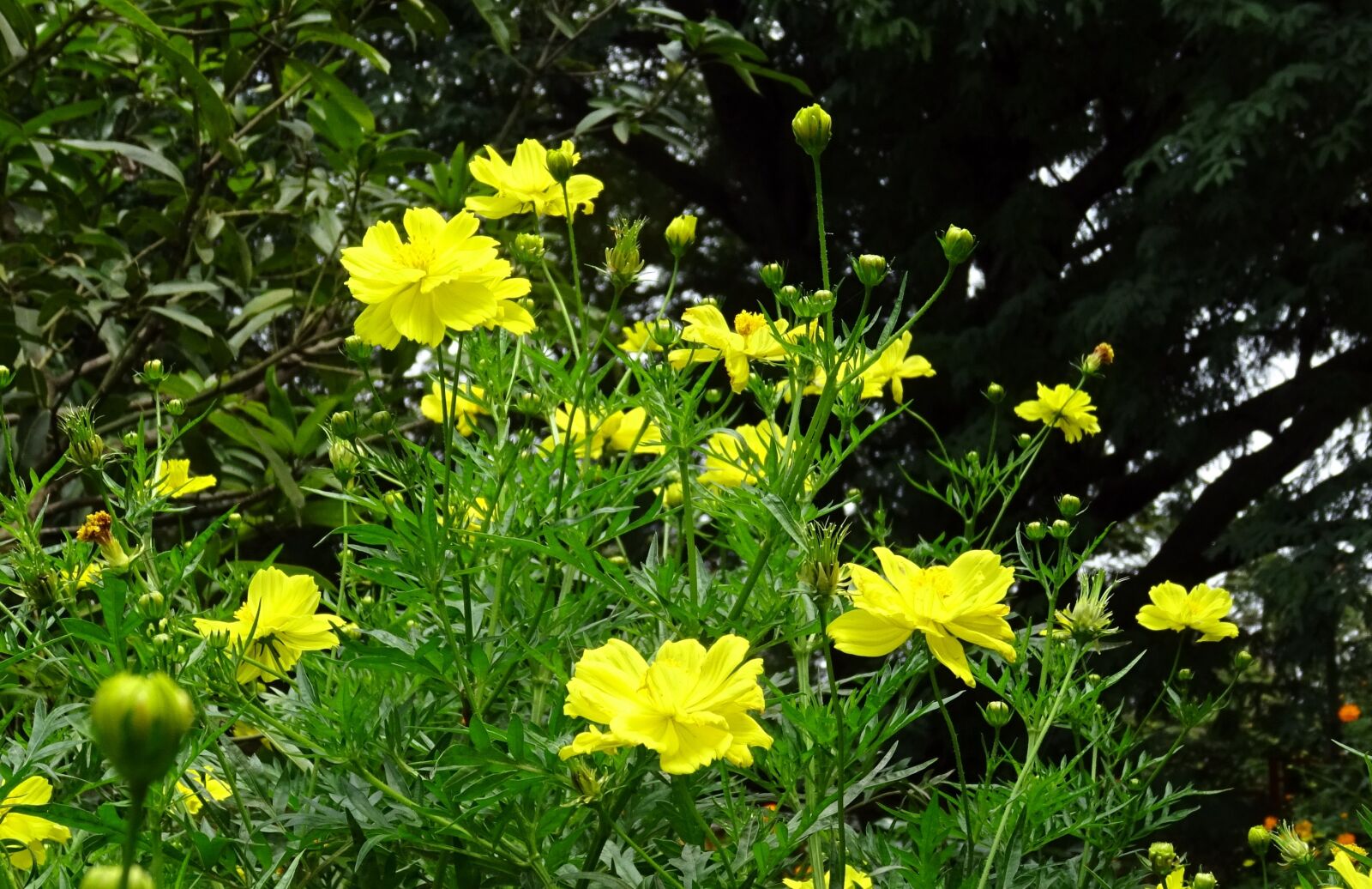 Sony DSC-HX60V sample photo. Flower, cosmos, cosmos sulphureus photography