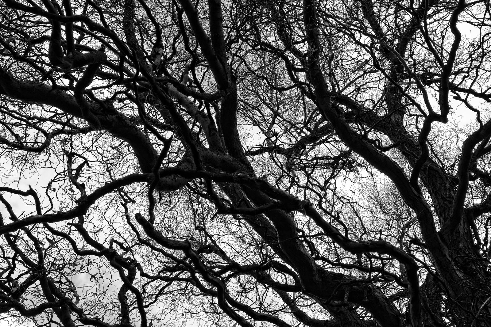 Sony Cyber-shot DSC-RX100 sample photo. Tree, branch, bare branch photography