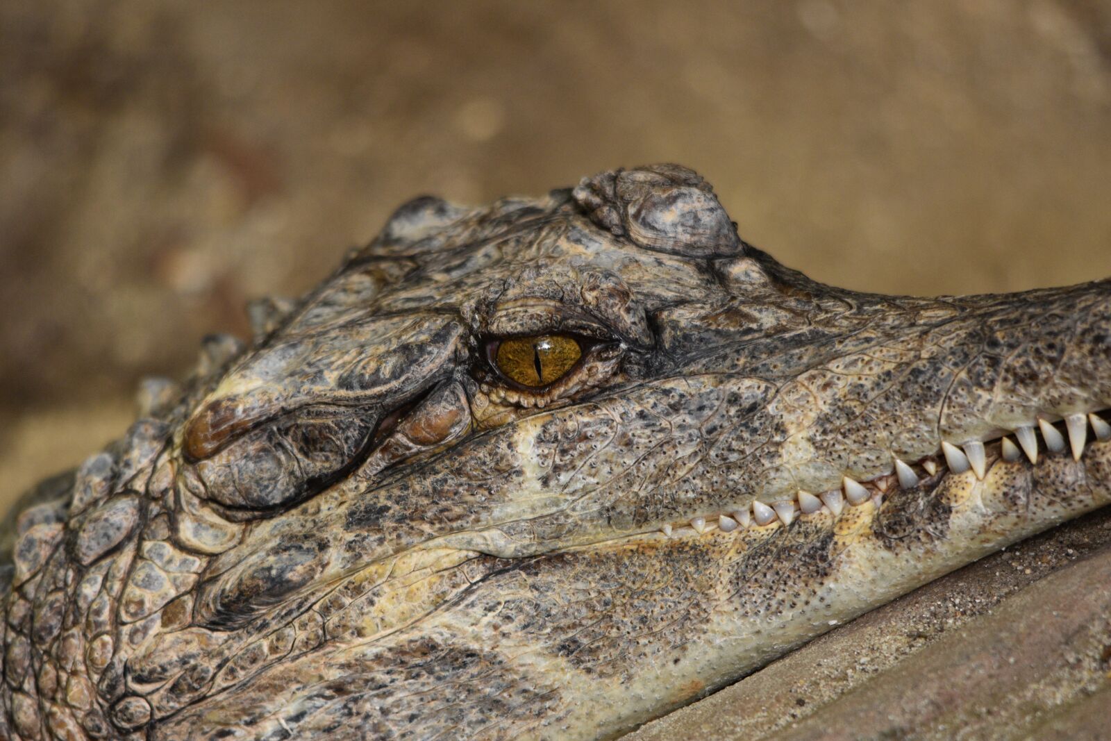 Nikon D3400 sample photo. Crocodile, eye, alligator photography