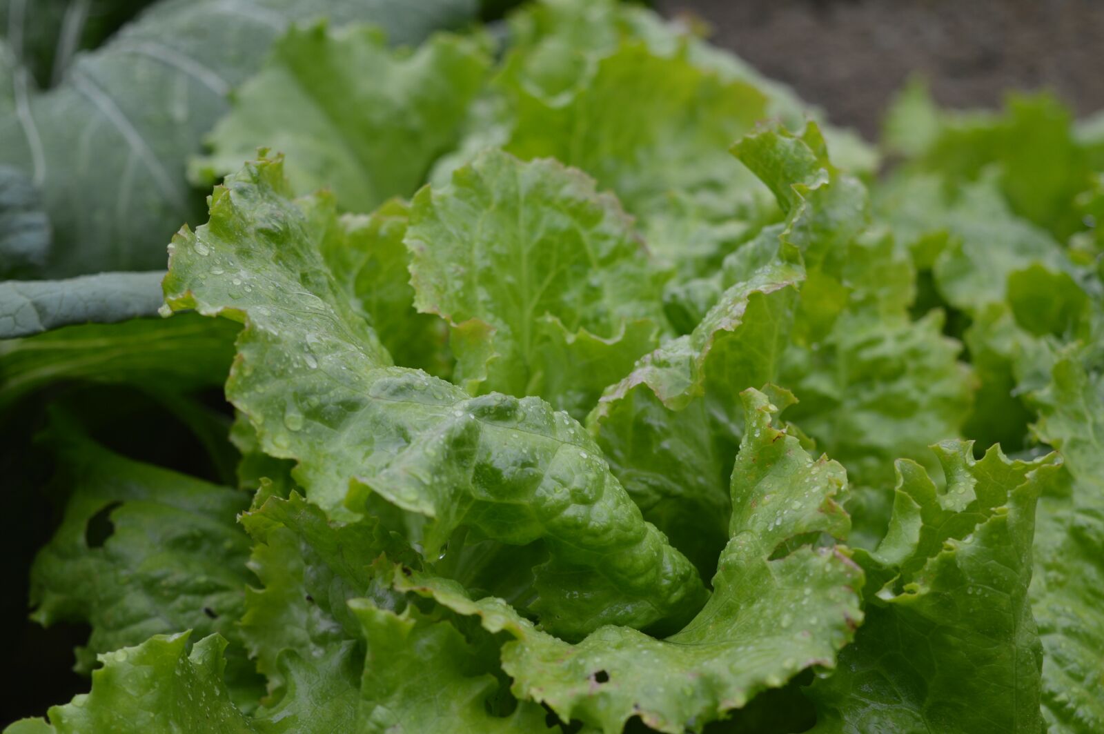 Nikon D3200 sample photo. Salad, healthy, foodstuffs photography