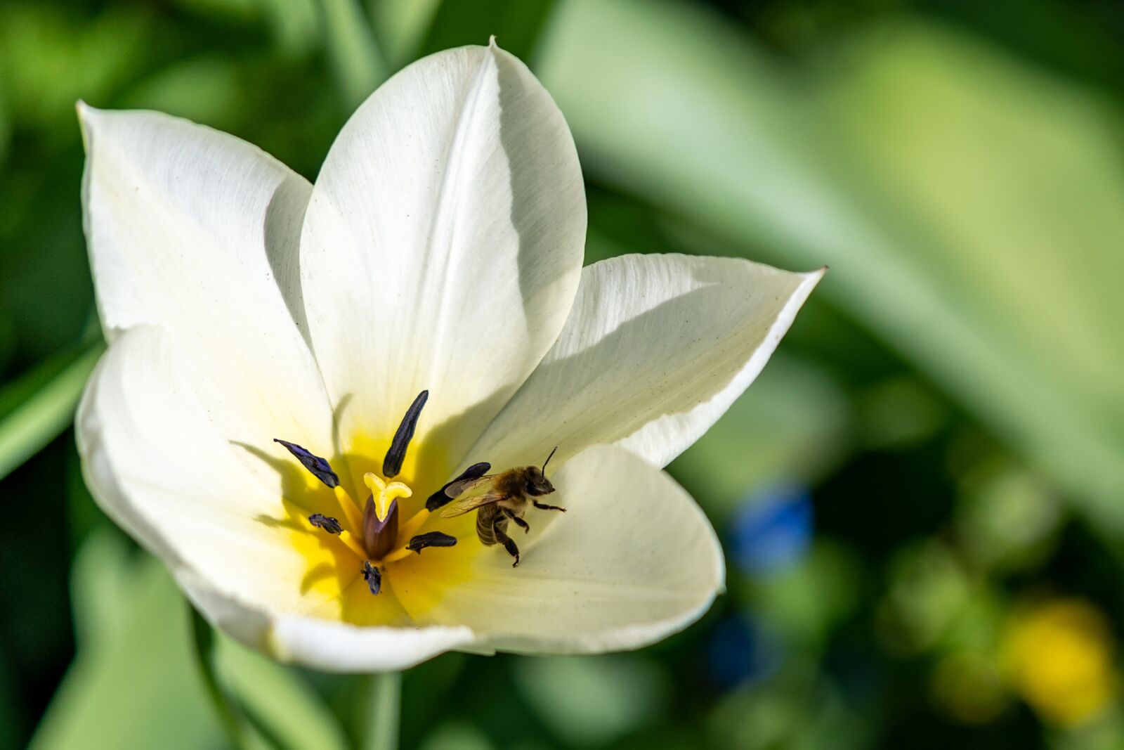Nikon Z6 sample photo. Bee, tulip, spring photography