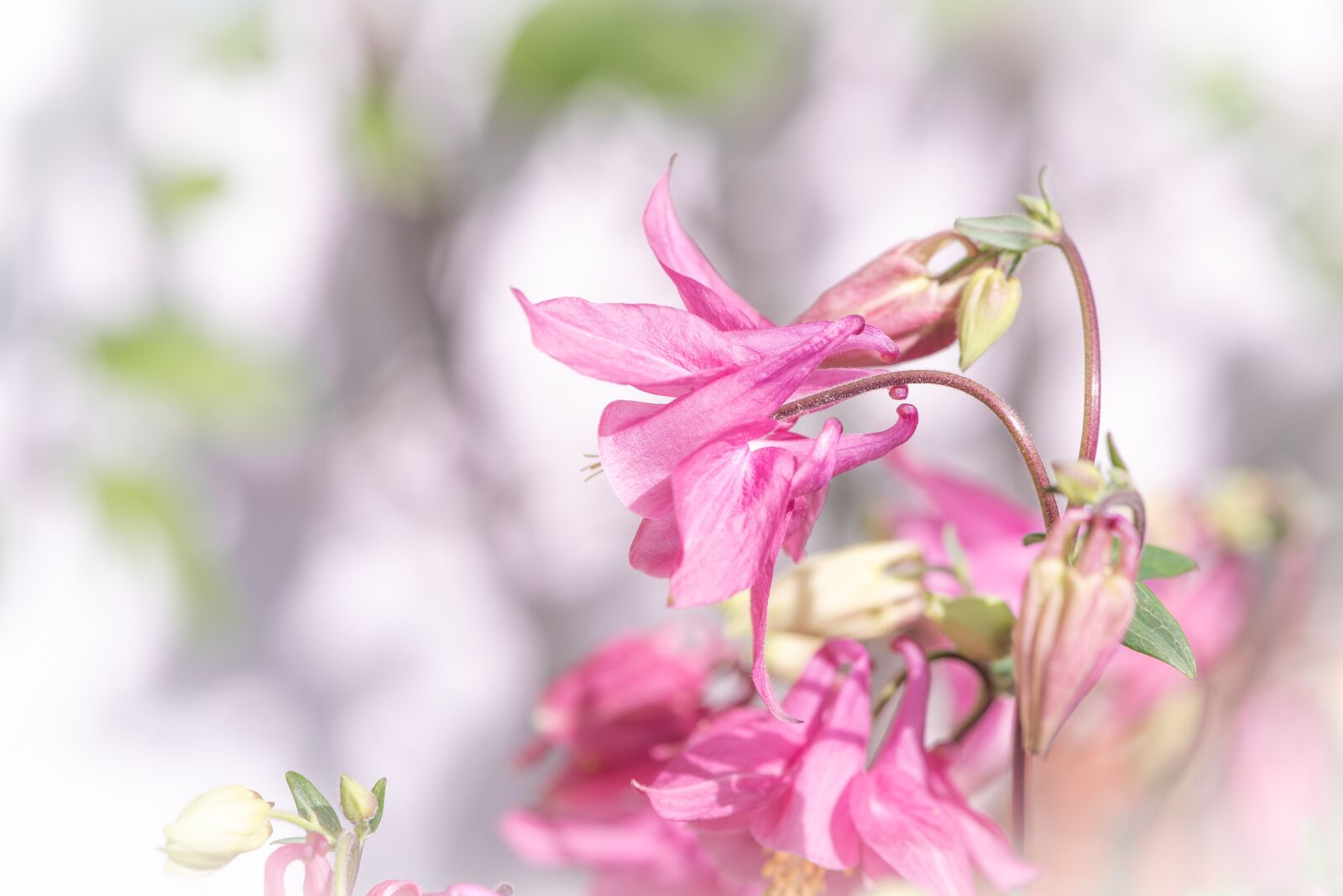 Nikon D750 sample photo. Columbine, flower, pointed flower photography