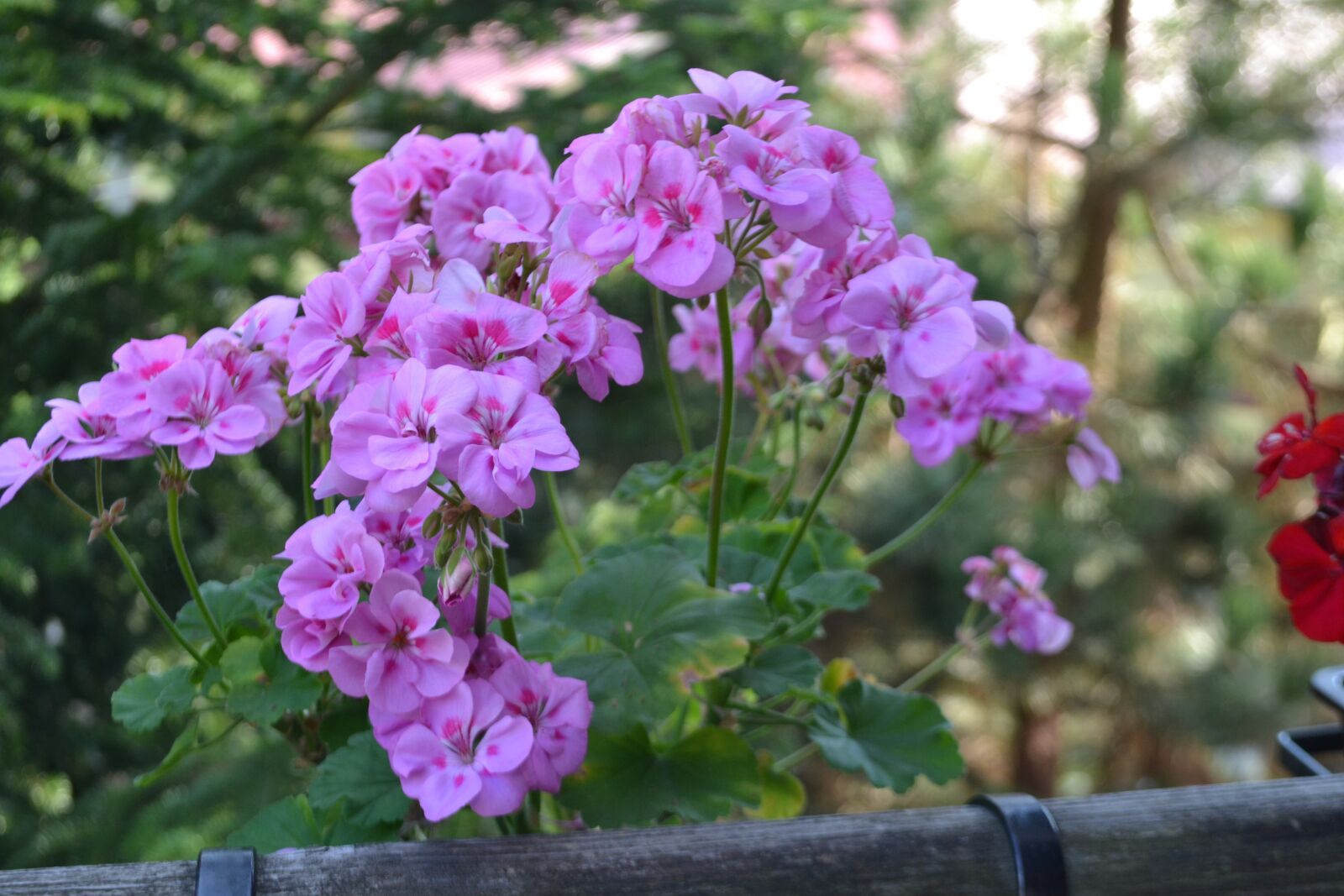 Nikon D3100 sample photo. Pink, purple, flower photography