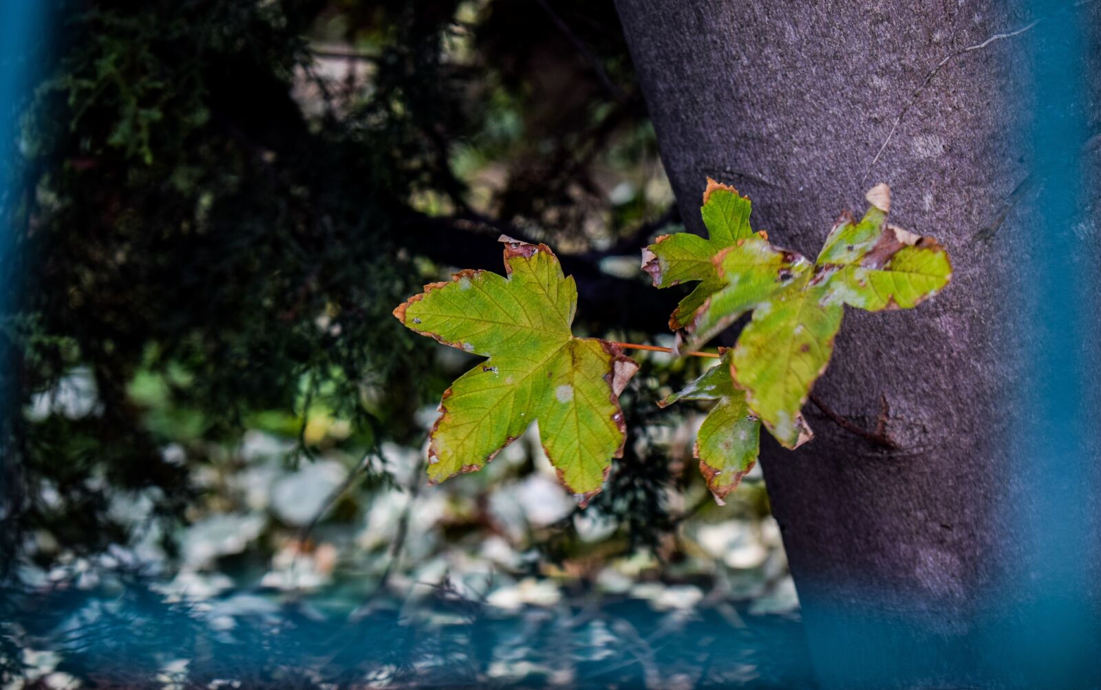 Nikon D3300 sample photo. Green, water, nature photography