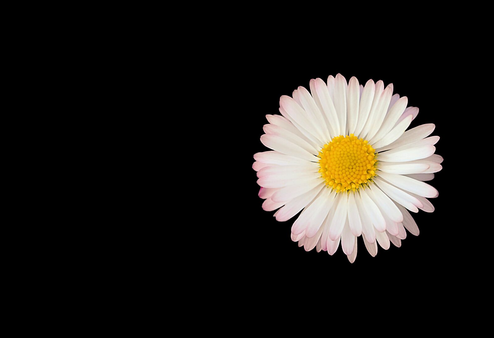 Nikon D5100 sample photo. Daisy, flower, nature photography