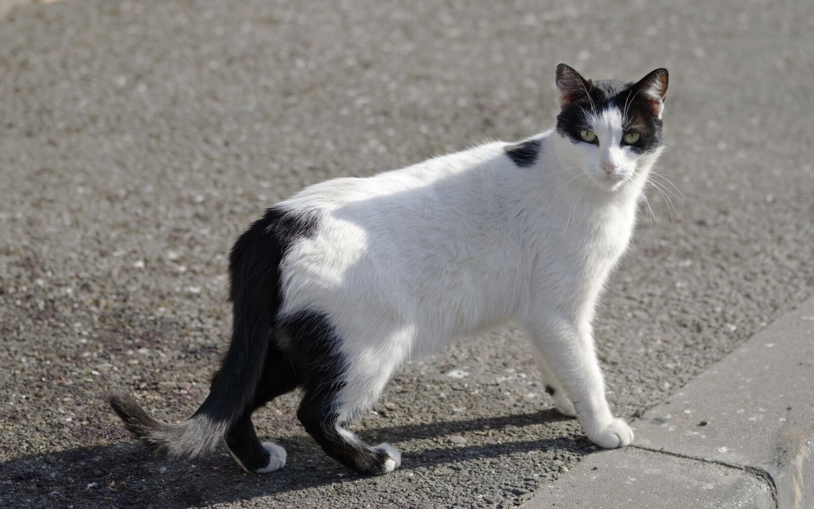 Nikon D5300 sample photo. Cat, pet, domestic photography