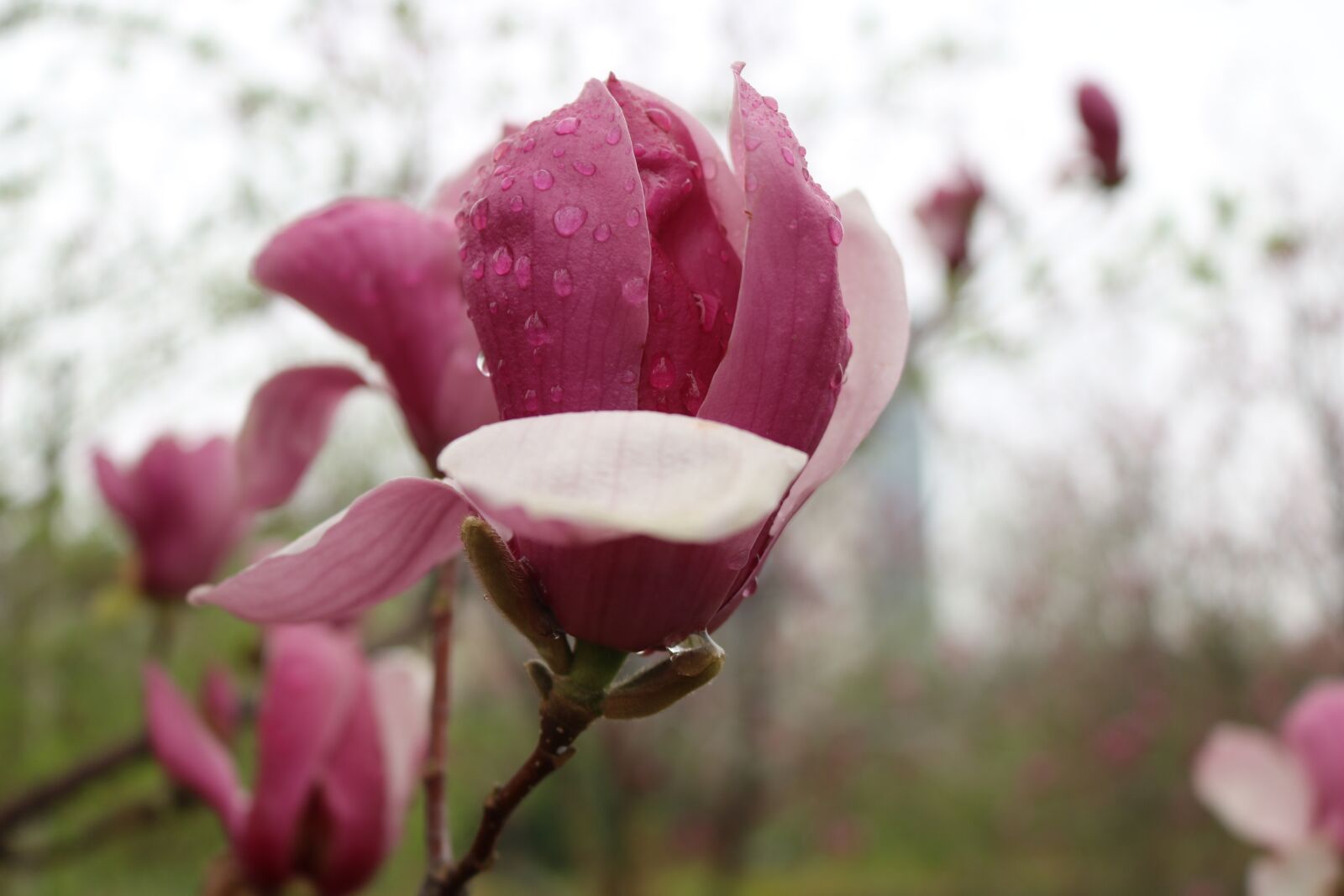 Canon EOS 750D (EOS Rebel T6i / EOS Kiss X8i) sample photo. Flower, nature, plant photography