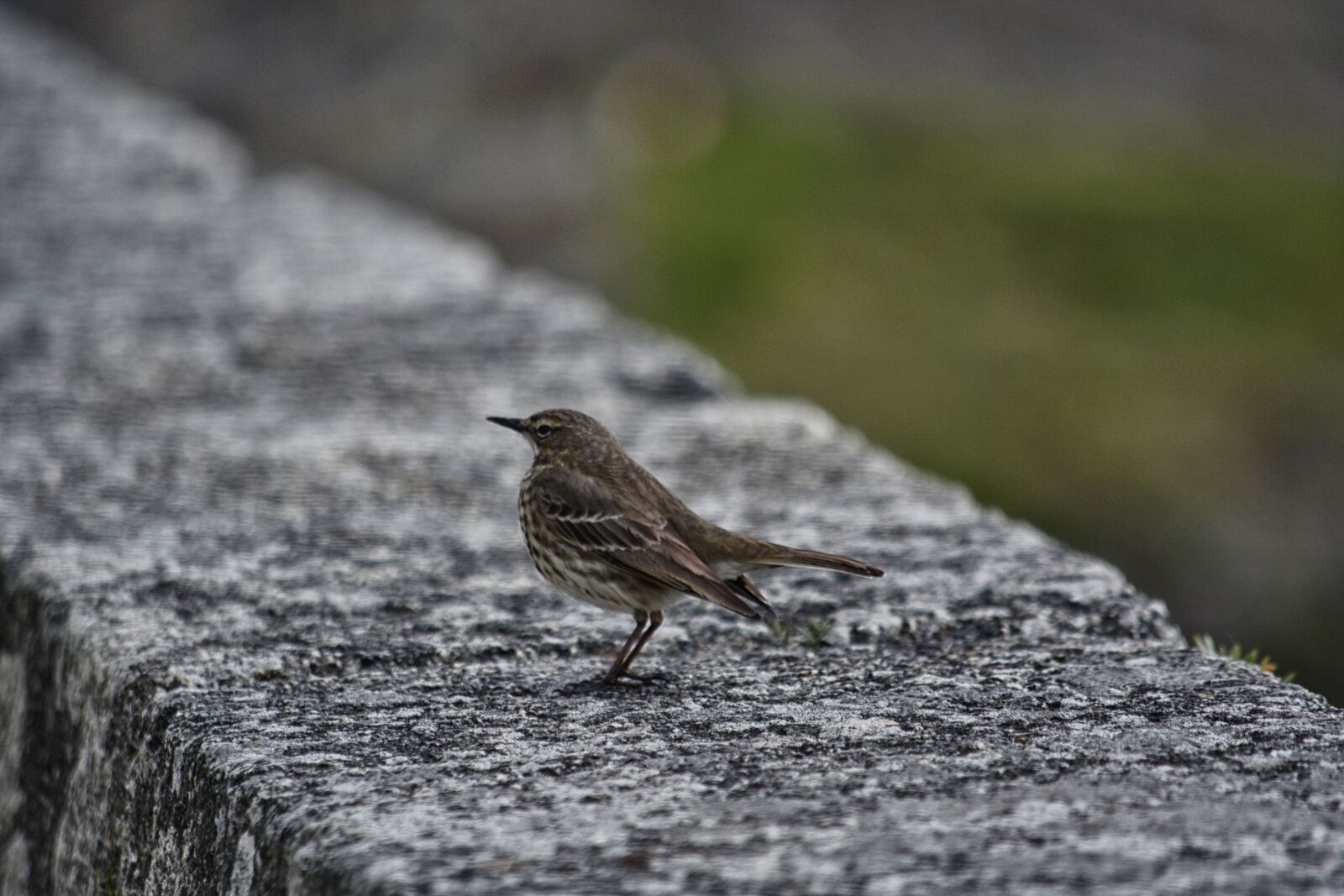 Nikon D5200 sample photo. Bird, sparrow, house sparrow photography