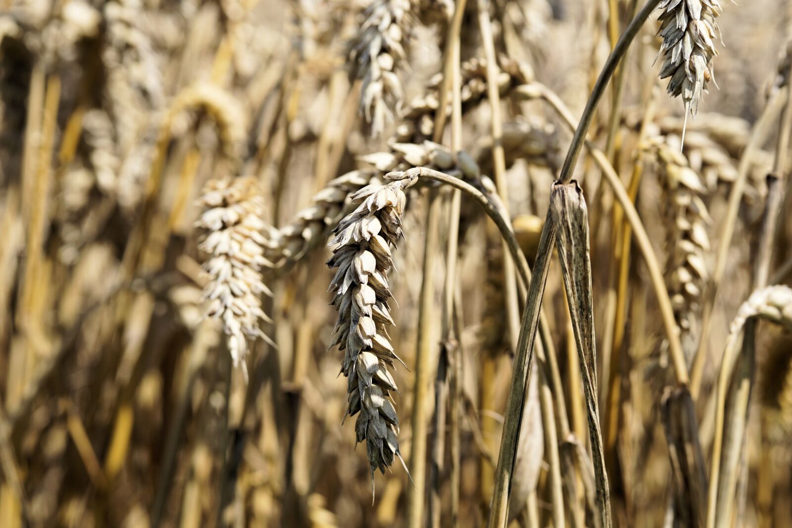 Sony a6000 + E 60mm F2.8 sample photo. Cereals, grain, spike photography