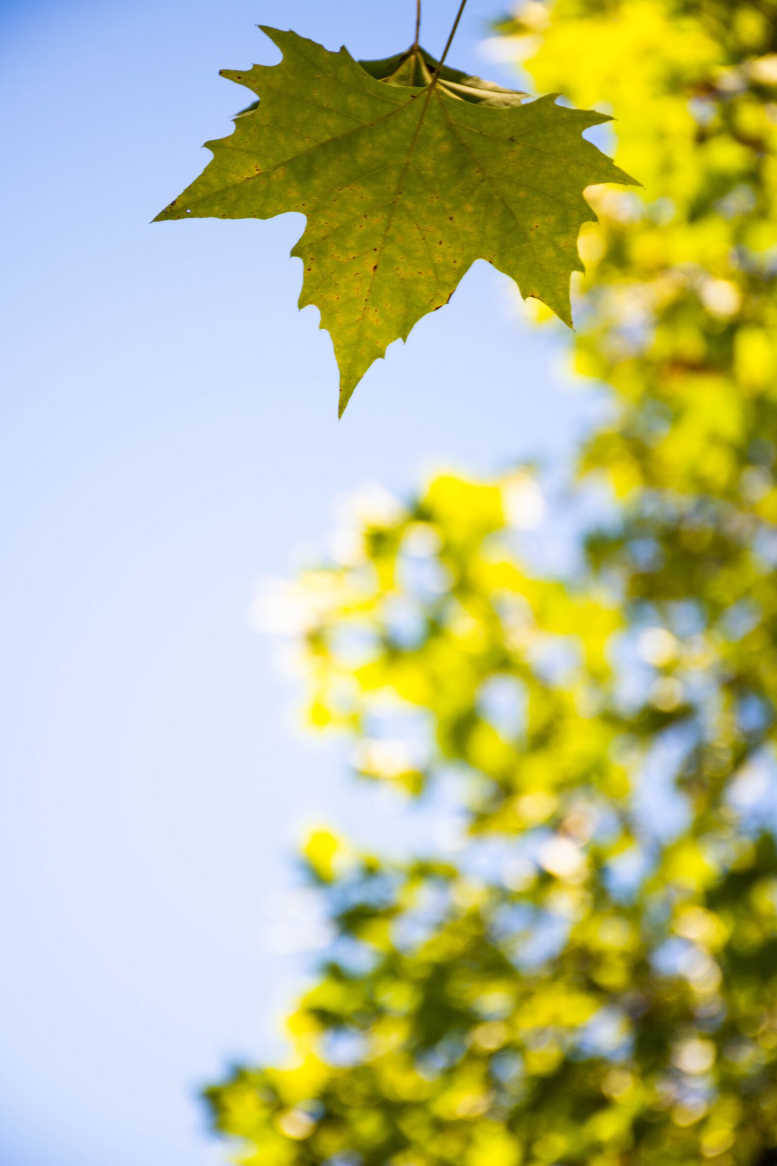 Nikon D7200 sample photo. Fall, autumn, leaves photography