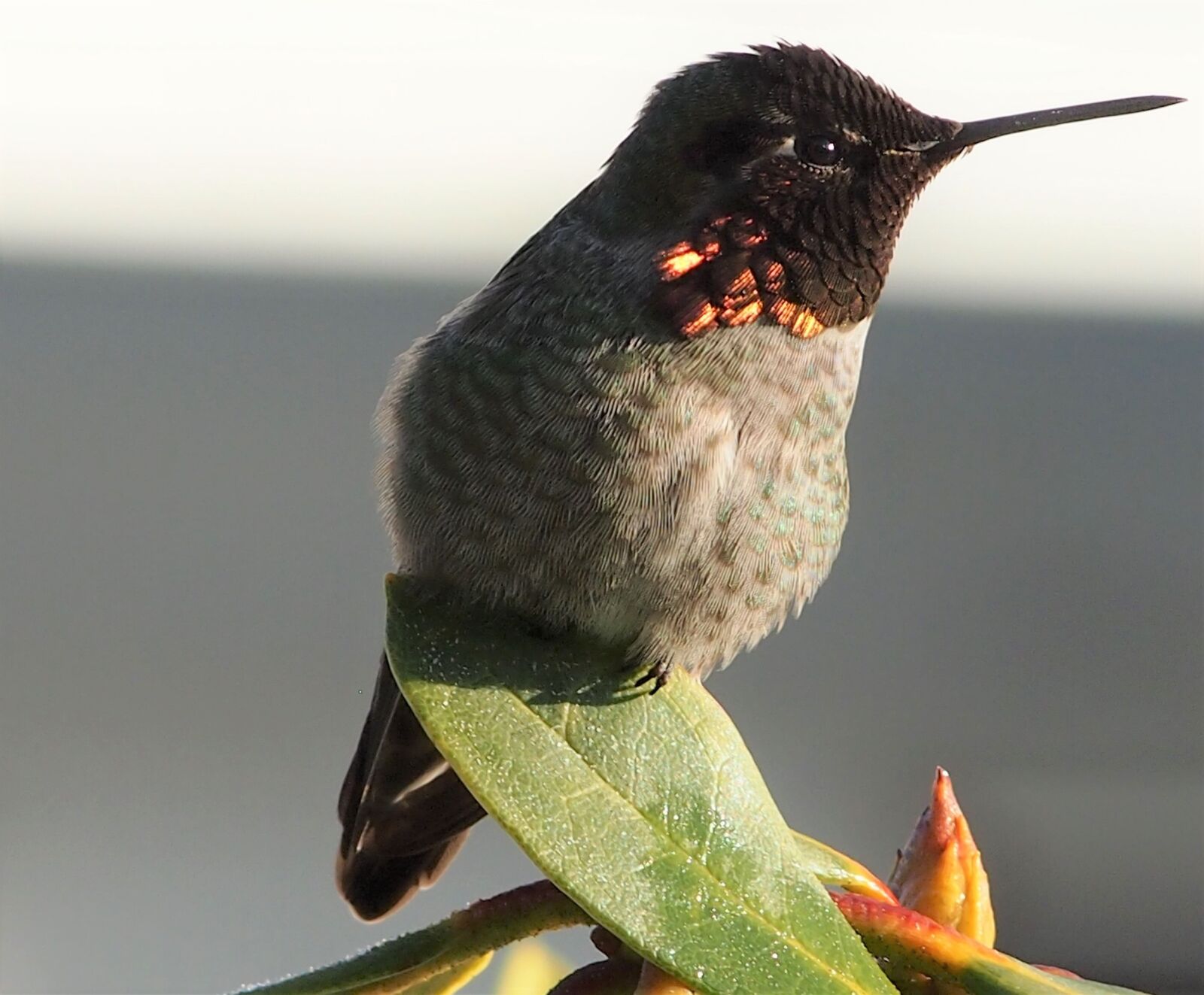 Olympus PEN E-PL3 sample photo. Bird, low light, nature photography