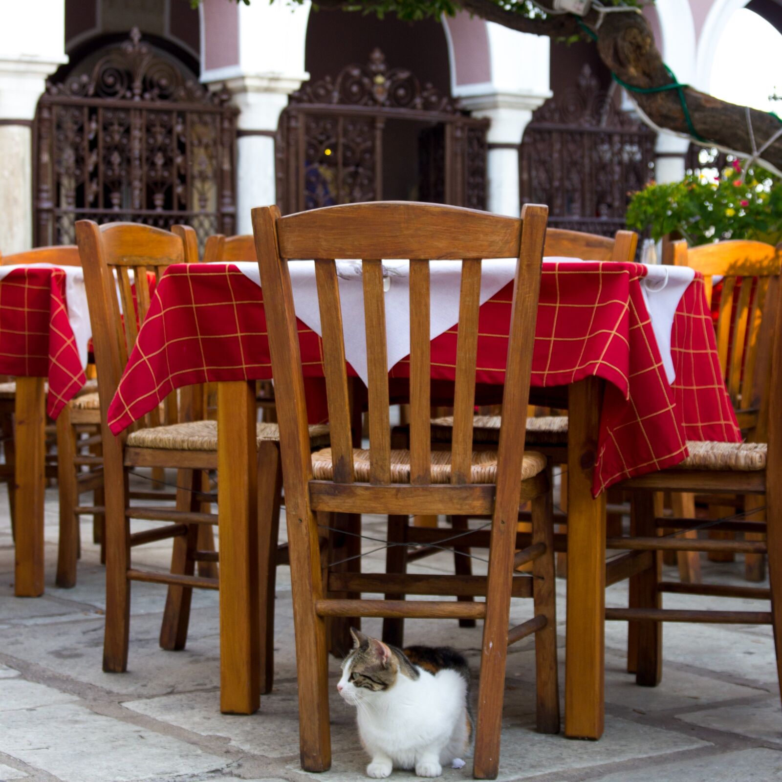 Canon EOS 550D (EOS Rebel T2i / EOS Kiss X4) sample photo. Outdoor seating, cat, greece photography
