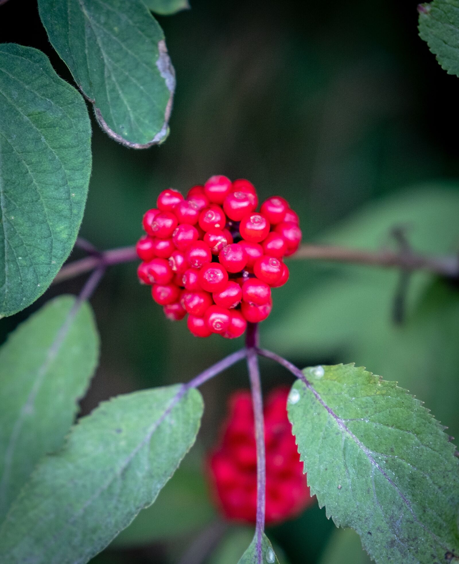 Fujifilm X-T2 sample photo. Berries, fruits, bud photography