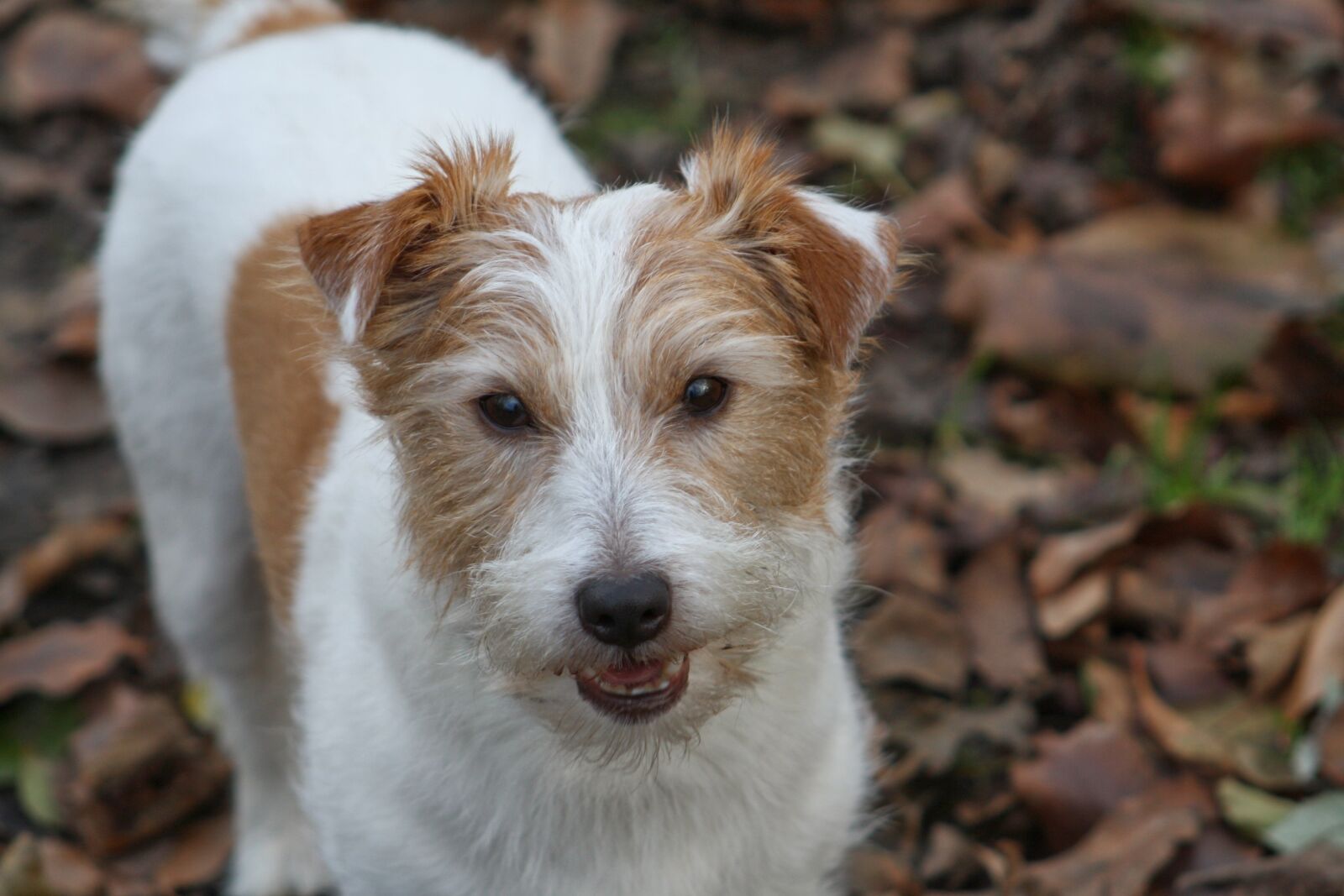 Canon EOS 1000D (EOS Digital Rebel XS / EOS Kiss F) sample photo. Jack russell terrier, jrt photography