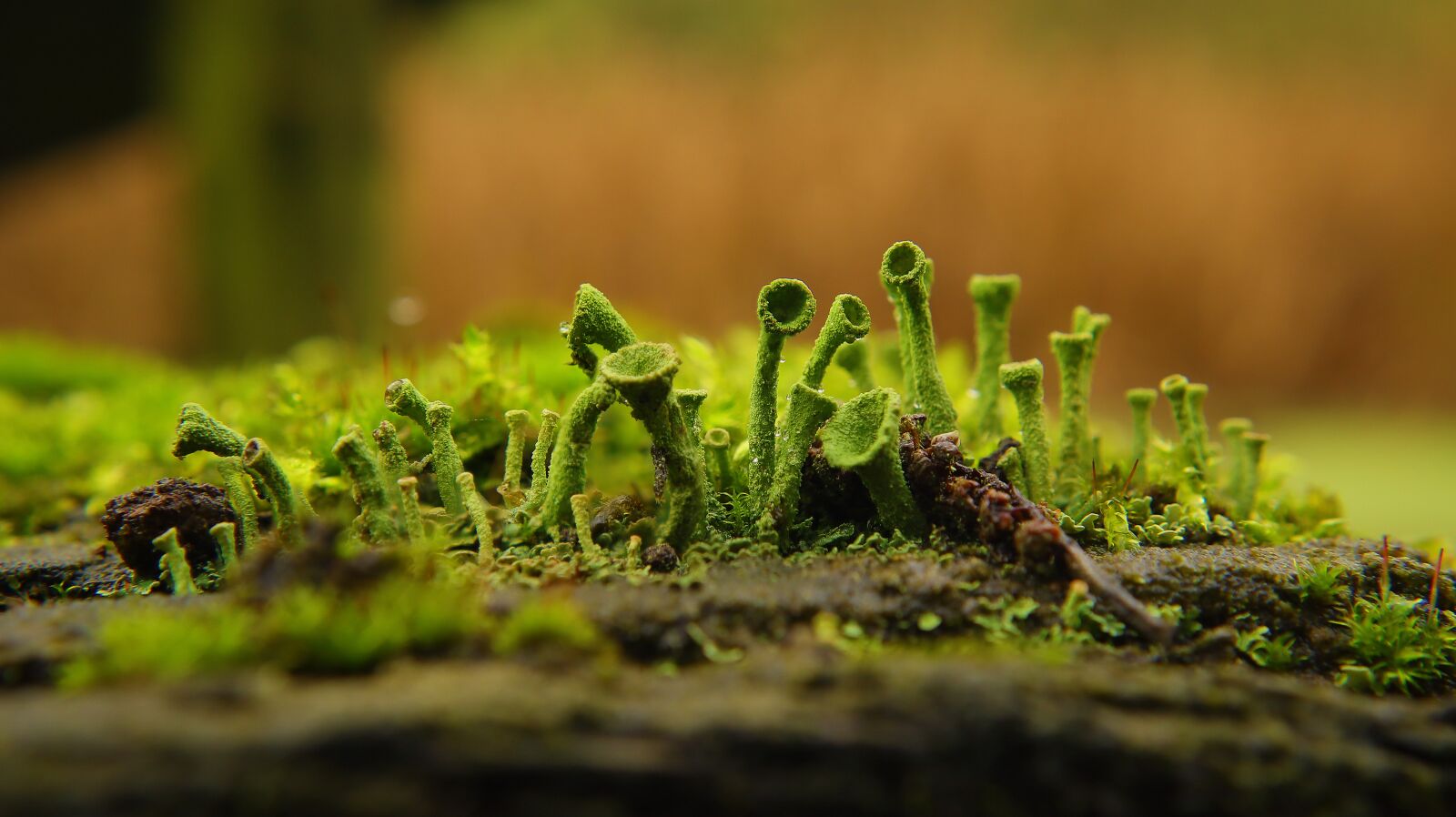 Canon EF-M 15-45mm F3.5-6.3 IS STM sample photo. Liver moss, close up photography