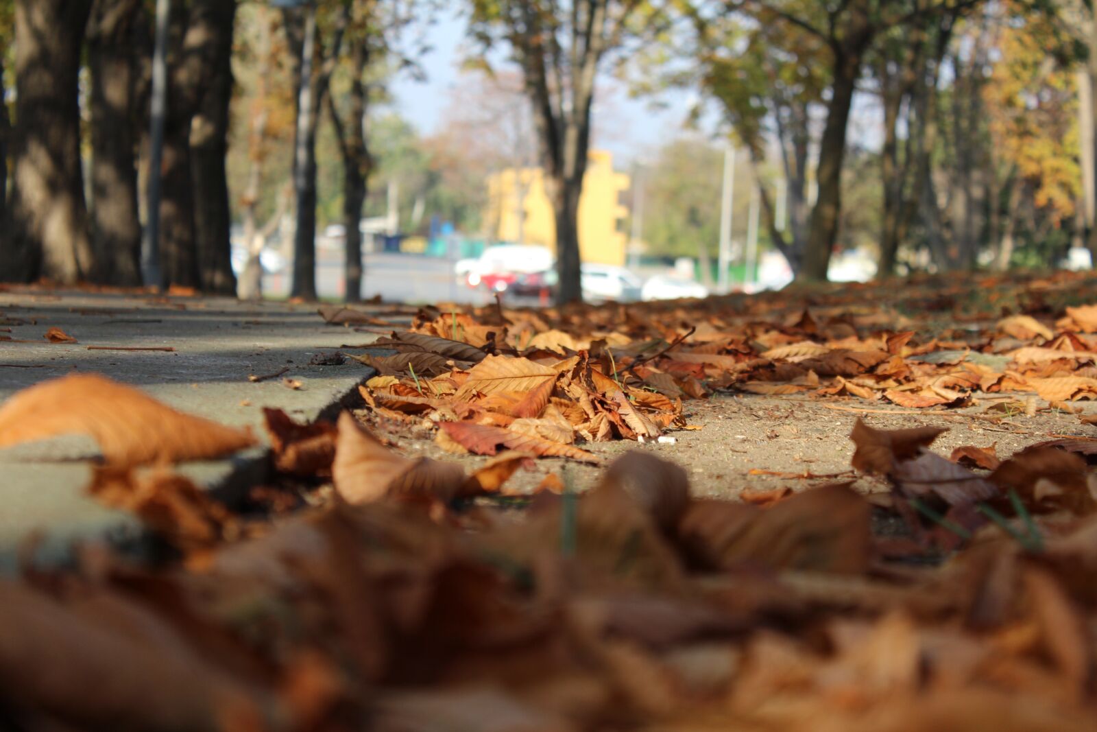 Canon EOS 600D (Rebel EOS T3i / EOS Kiss X5) sample photo. Leaf, autumn, nature photography