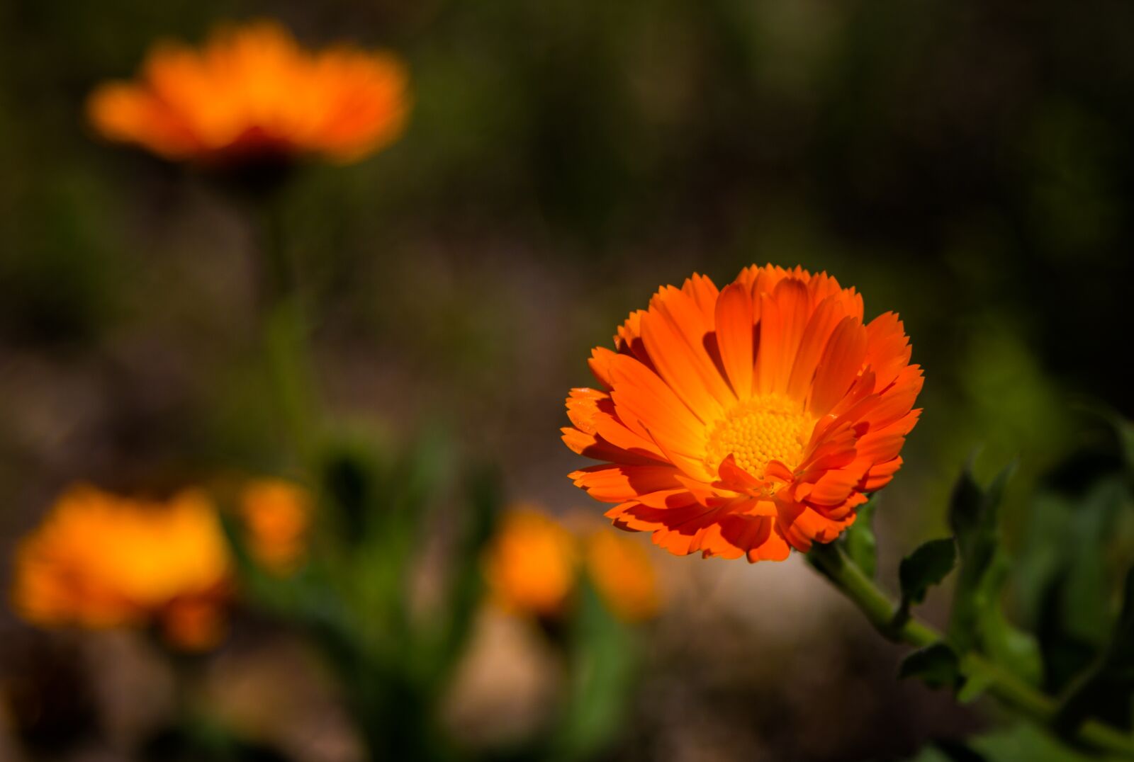 Canon EOS 60D + Canon EF 24-105mm F4L IS USM sample photo. Flower, plant, nature photography